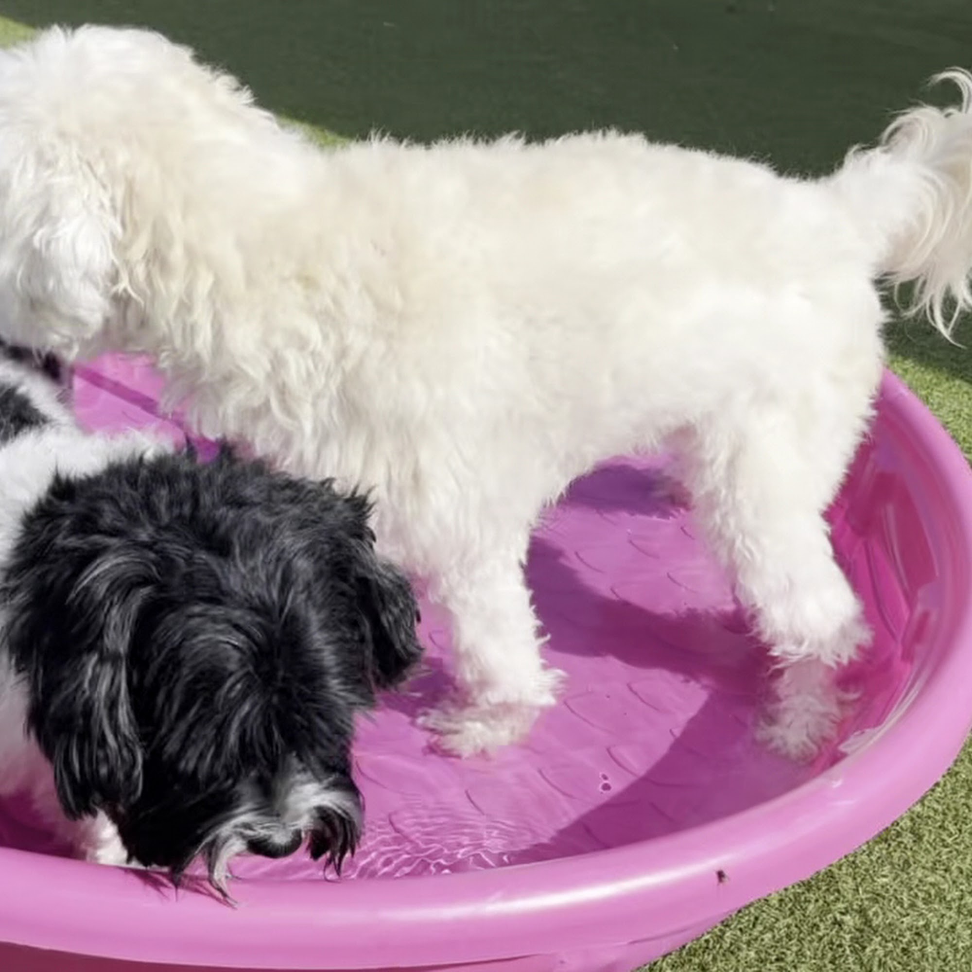 JGO's Lucky Dog Austin