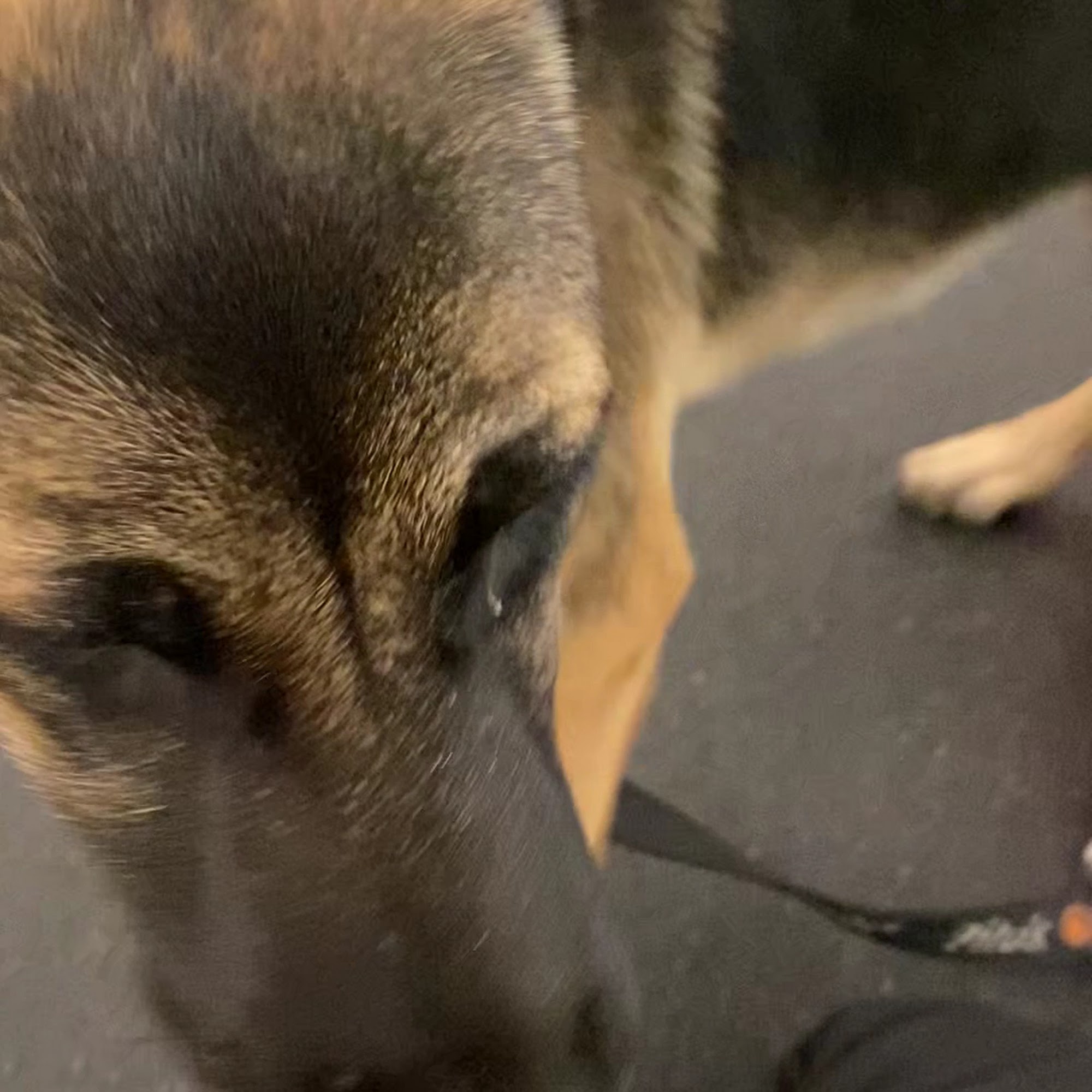 Every Dog Behavior and Training Austin