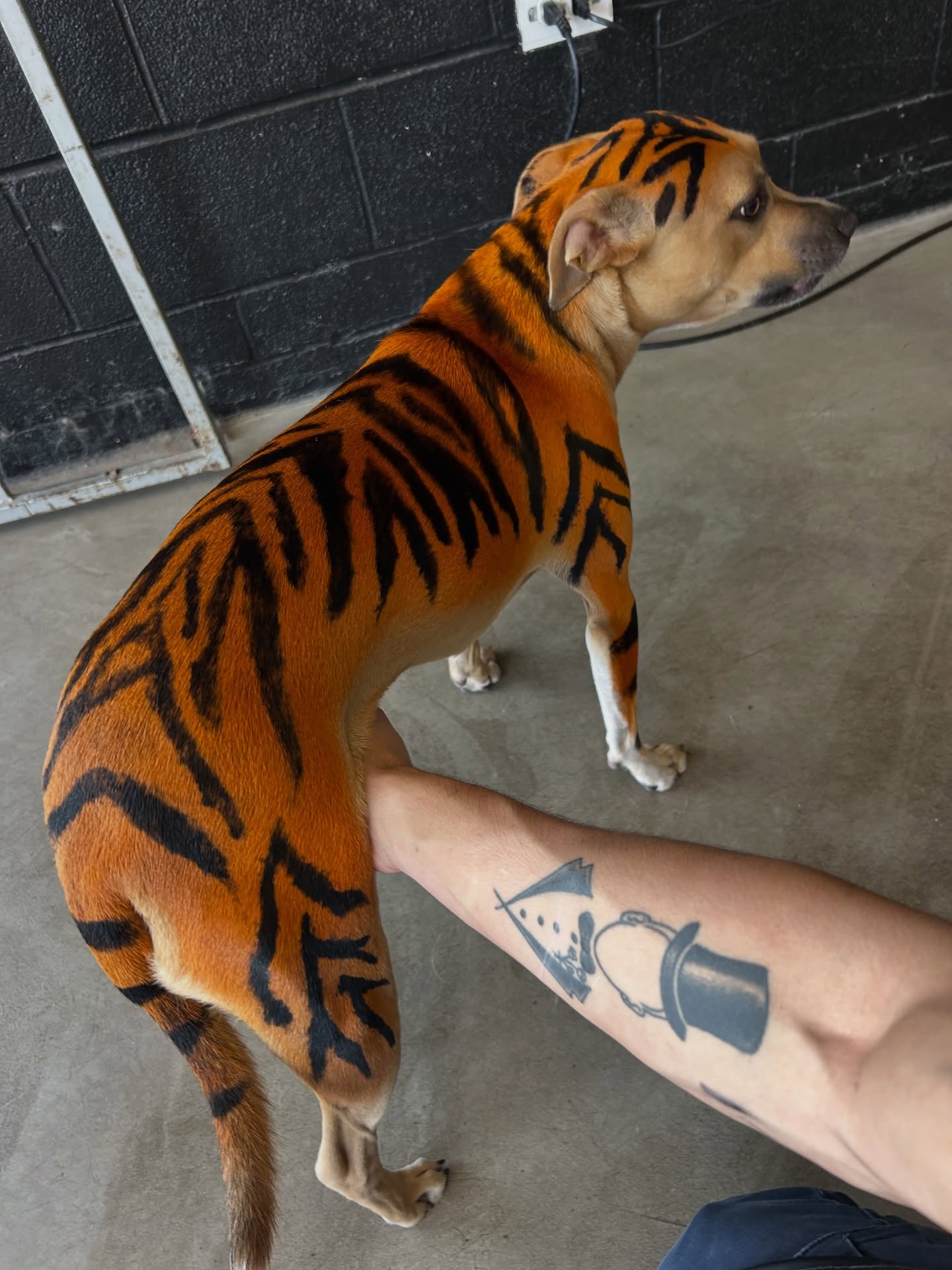 Fluff ‘n’ Buff Dog Grooming Austin