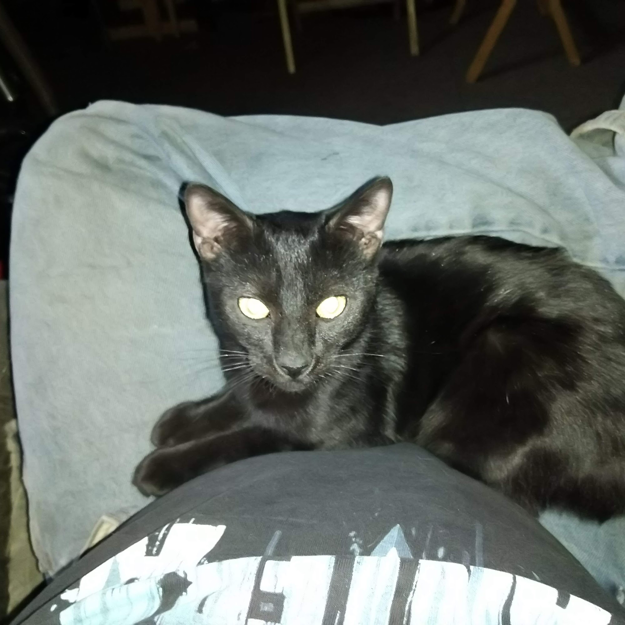 Azle Veterinary Medical Center Azle