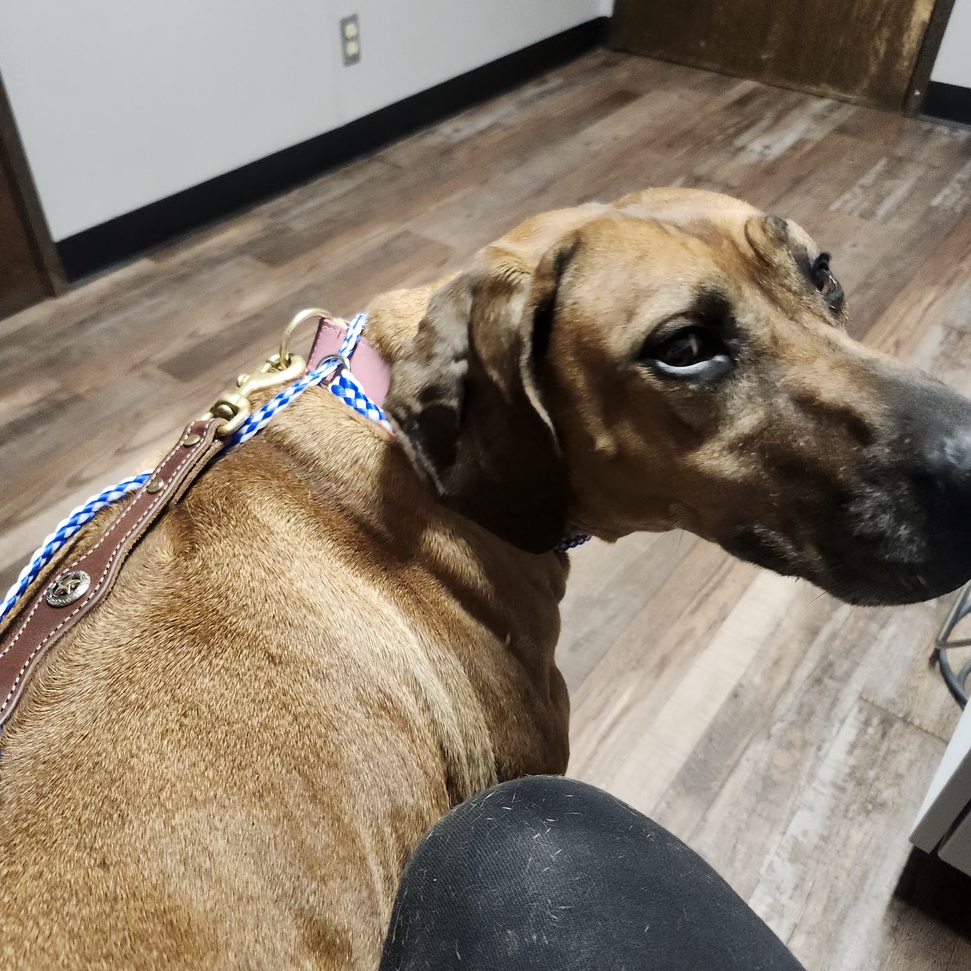 Eagle Mountain Veterinary Clinic Azle