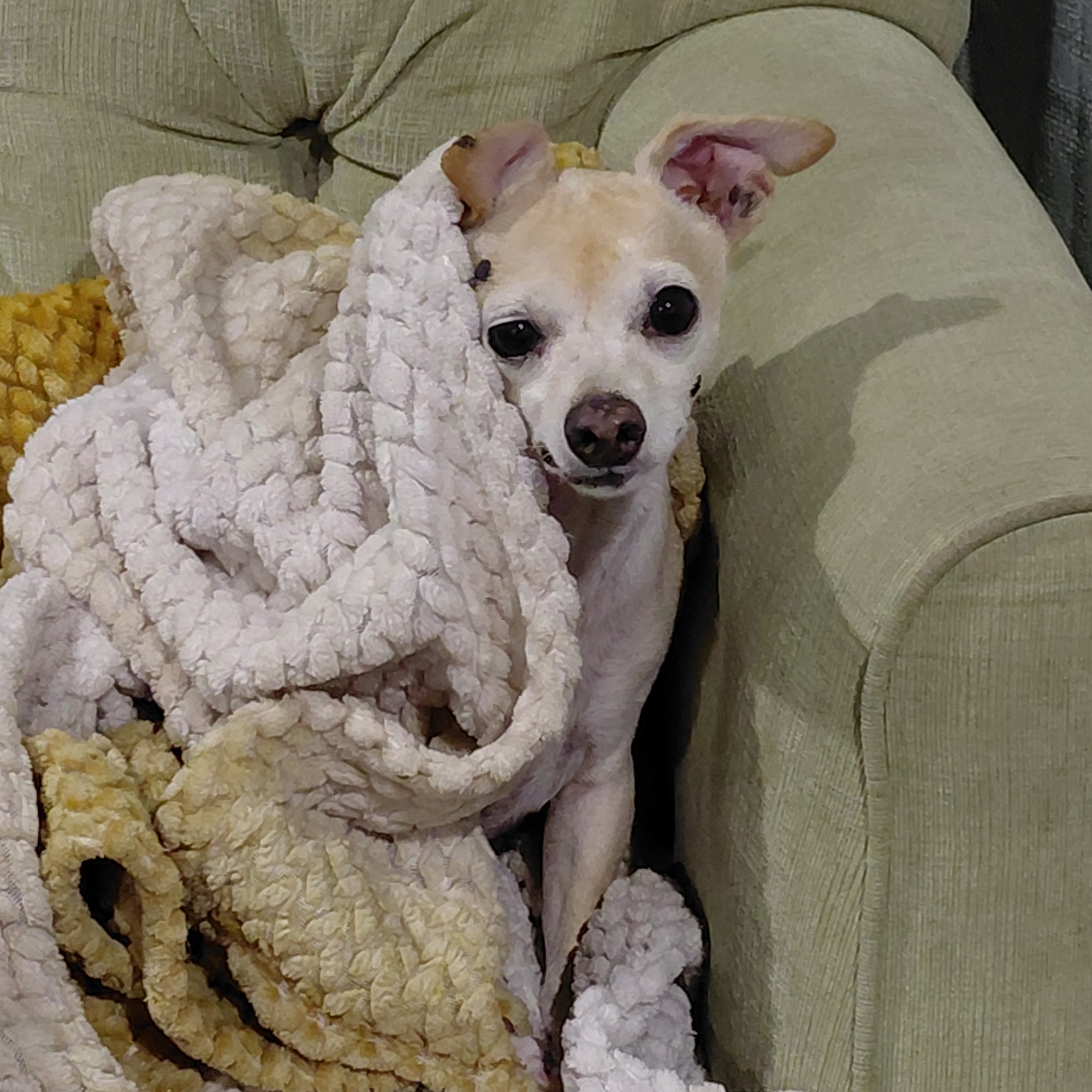 Bandera Hill Country Vet Hospital Bandera