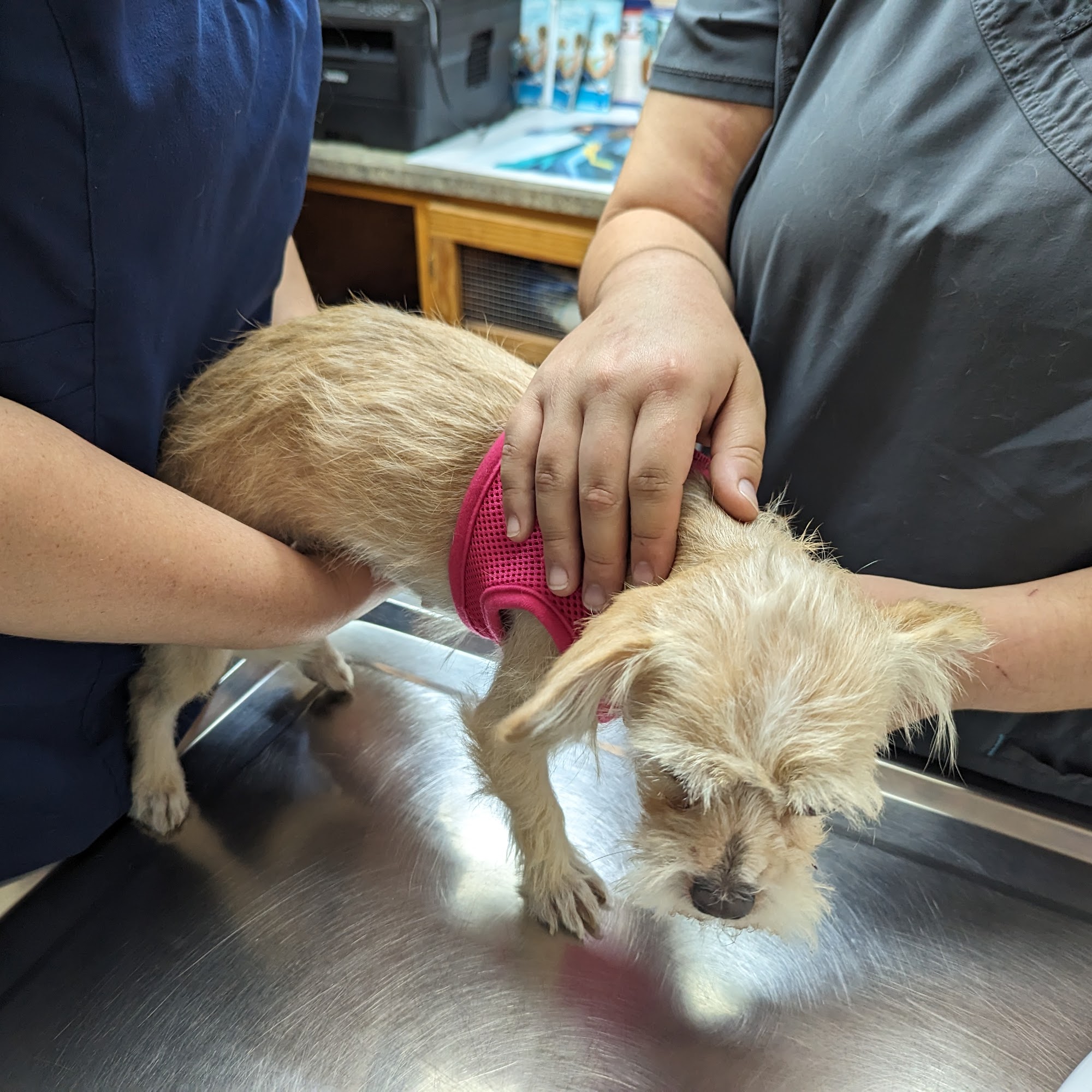 Bastrop Veterinary Hospital Bastrop