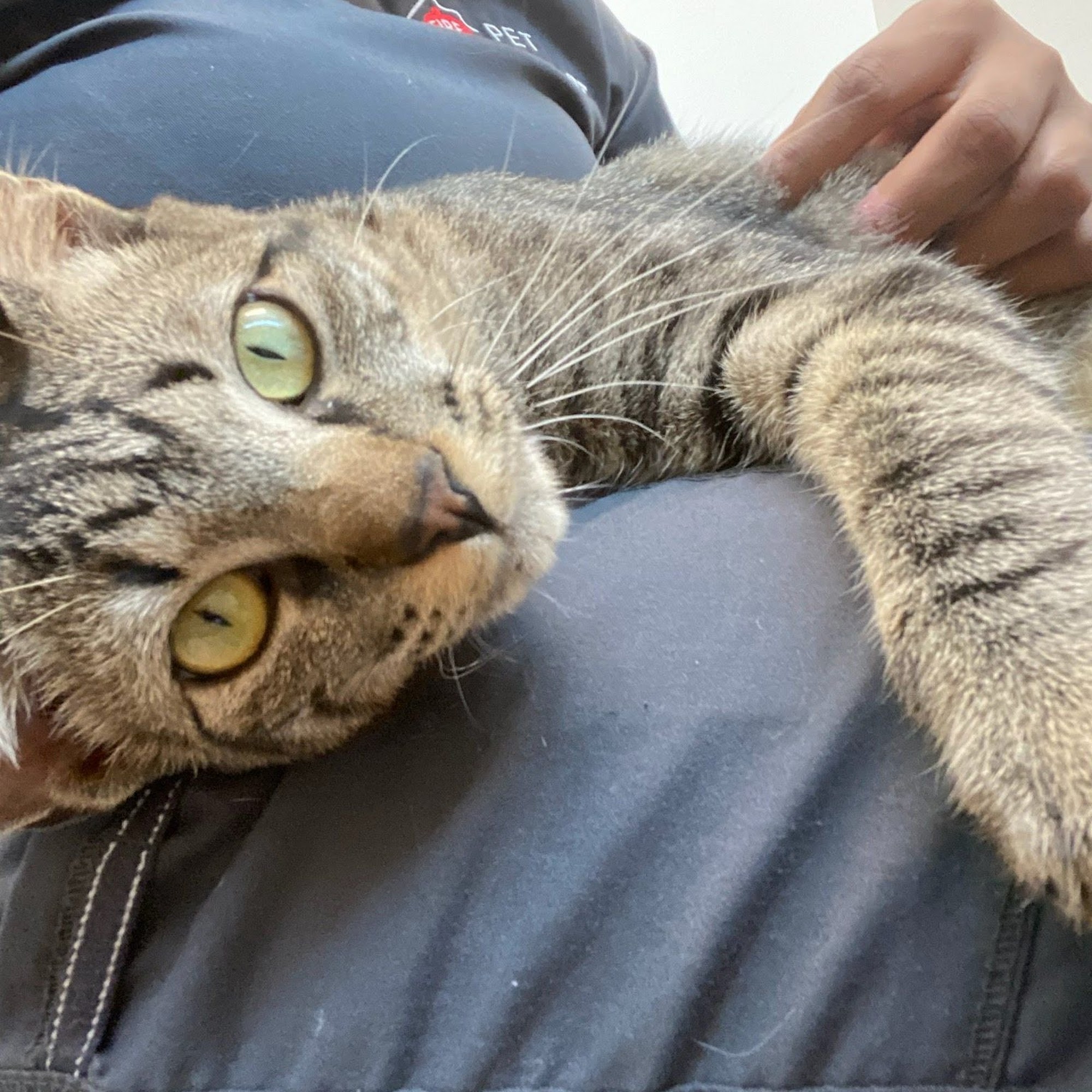 Hansen Lisa DVM Bastrop