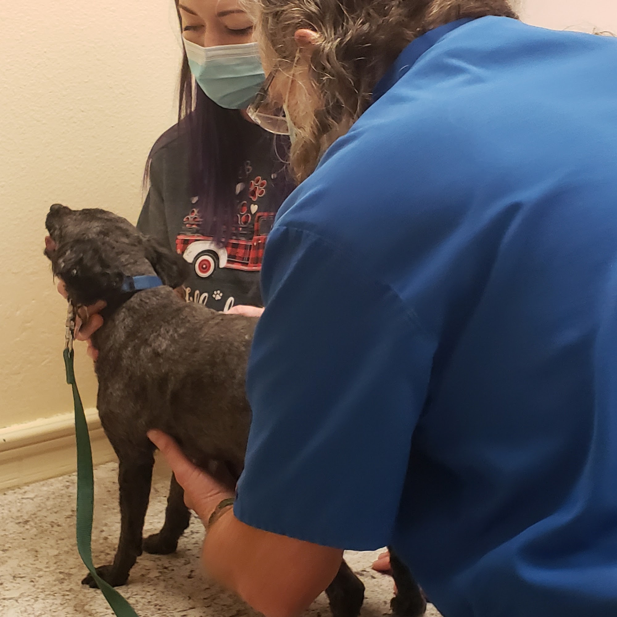 Crossroads Animal Hospital Bastrop