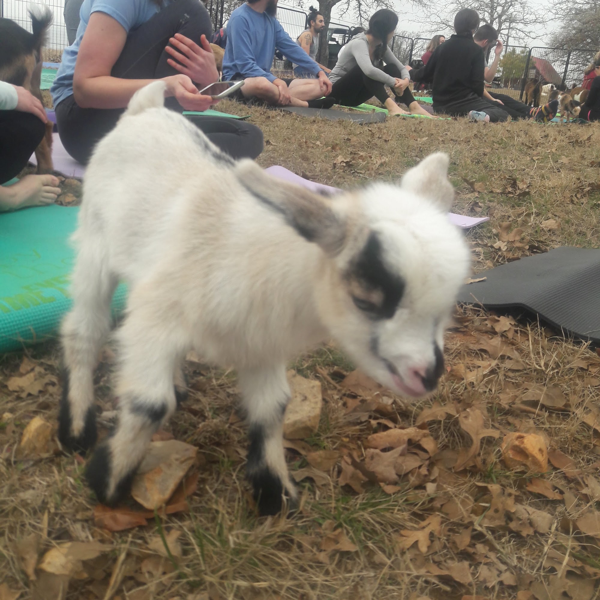 K9 Mastery LLC Bastrop