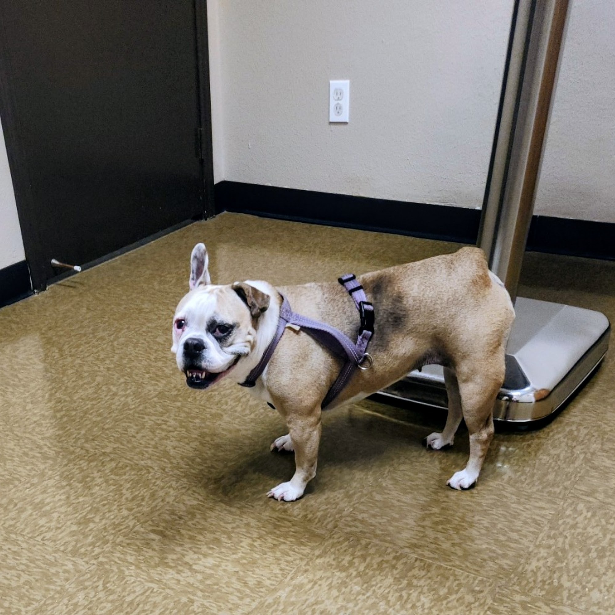 Cedar Bayou Animal Clinic Baytown