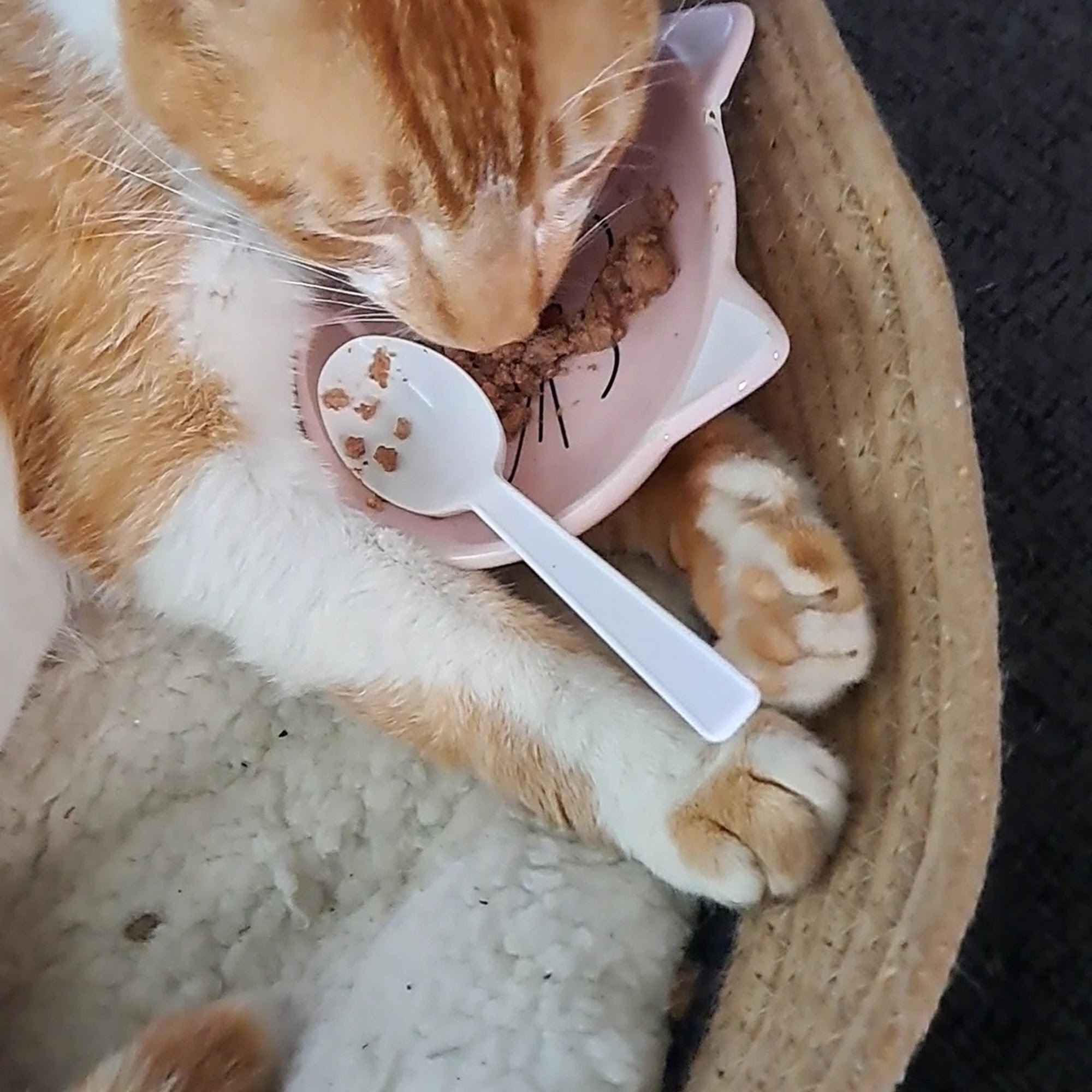 Baytown Animal Hospital Baytown