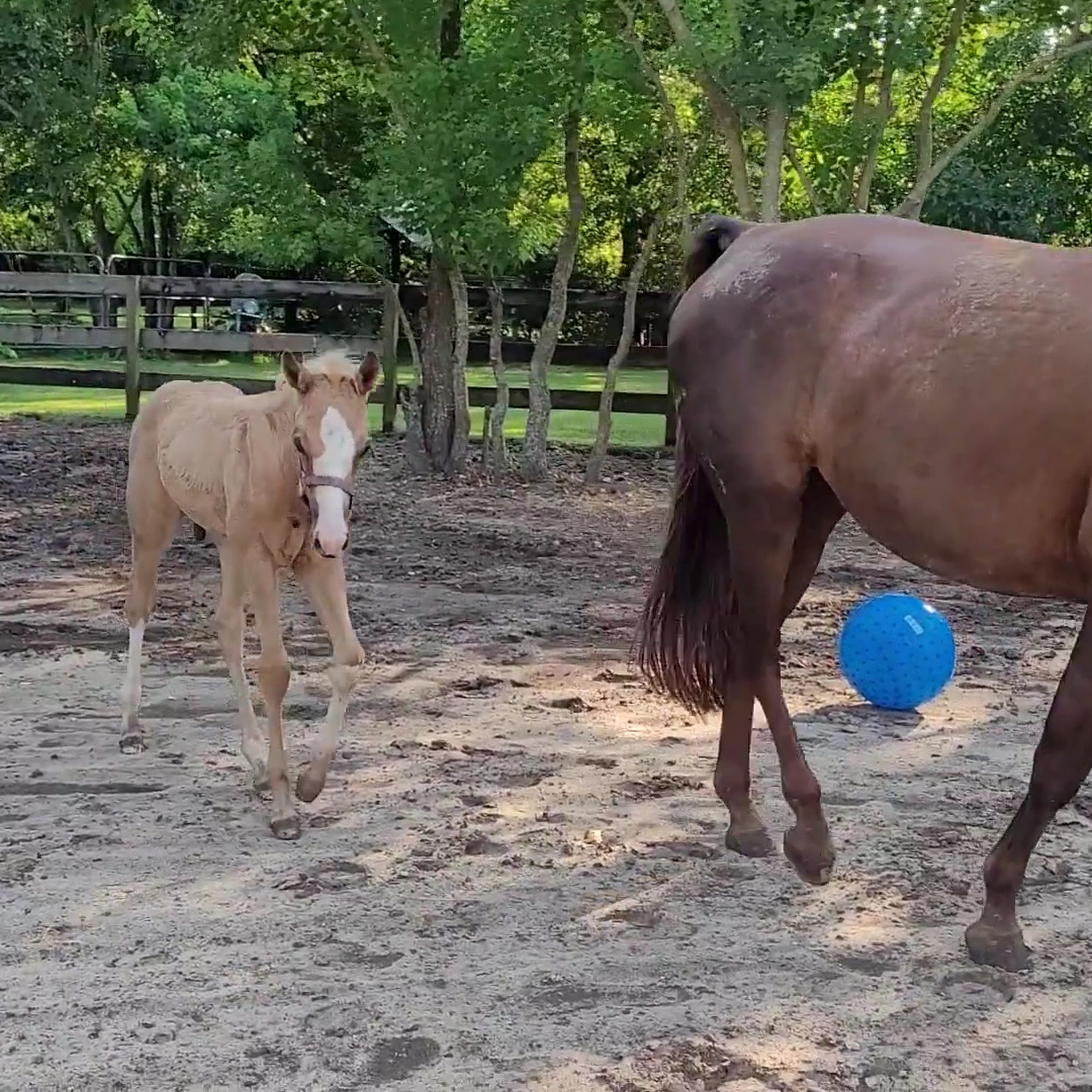 Fannett Veterinary Clinic Beaumont