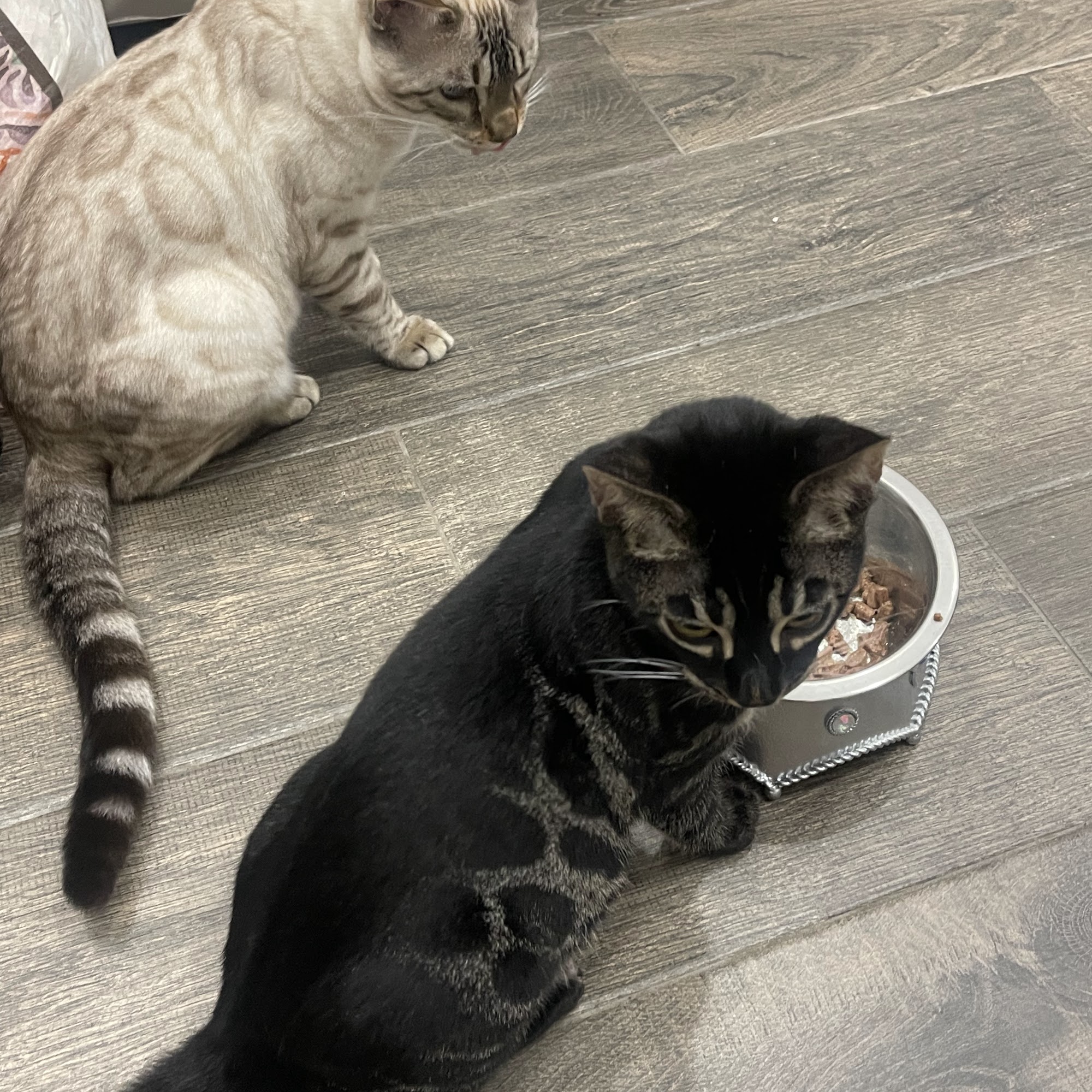 Eastex Veterinary Clinic Beaumont