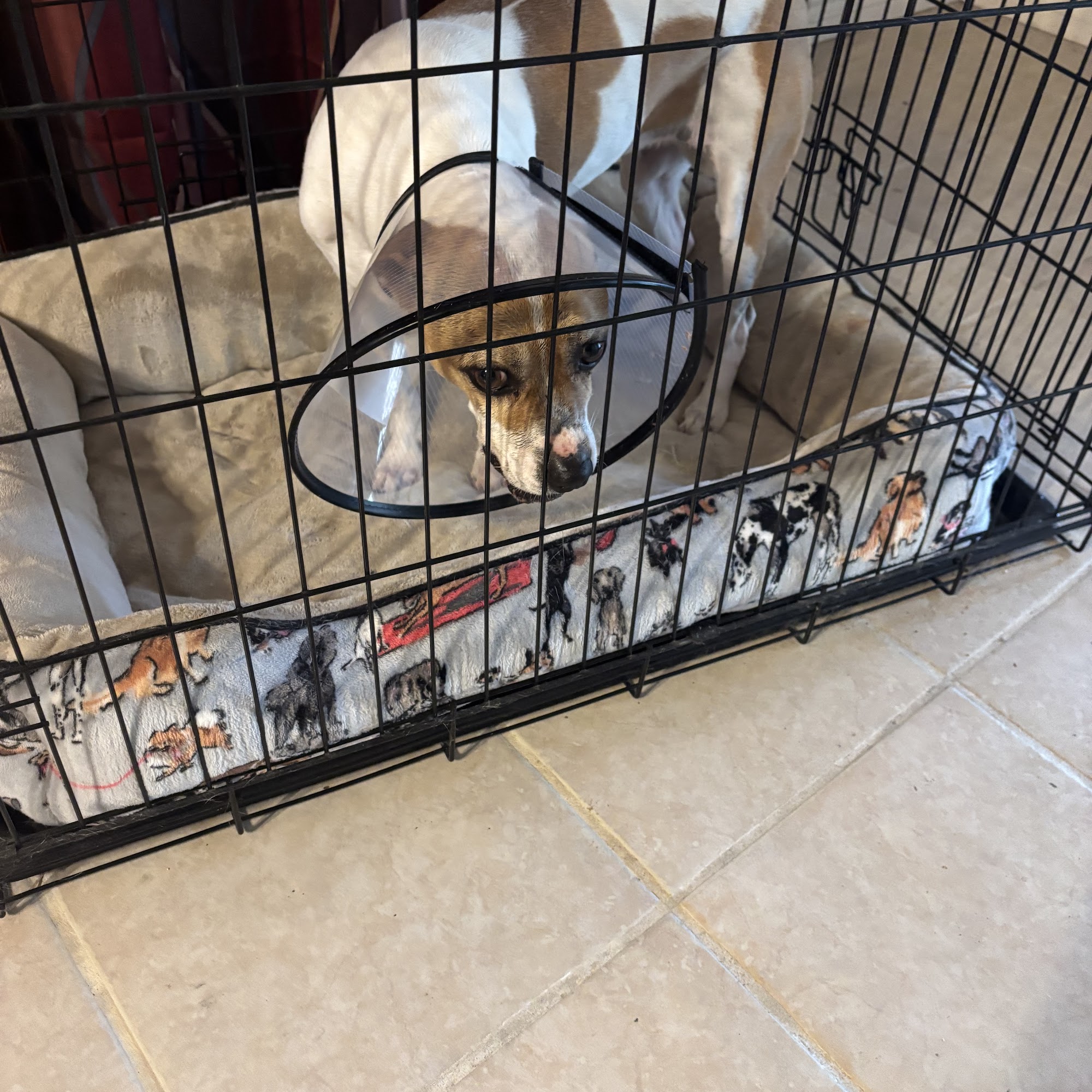 Animal Medical and Surgical Hospital Beaumont