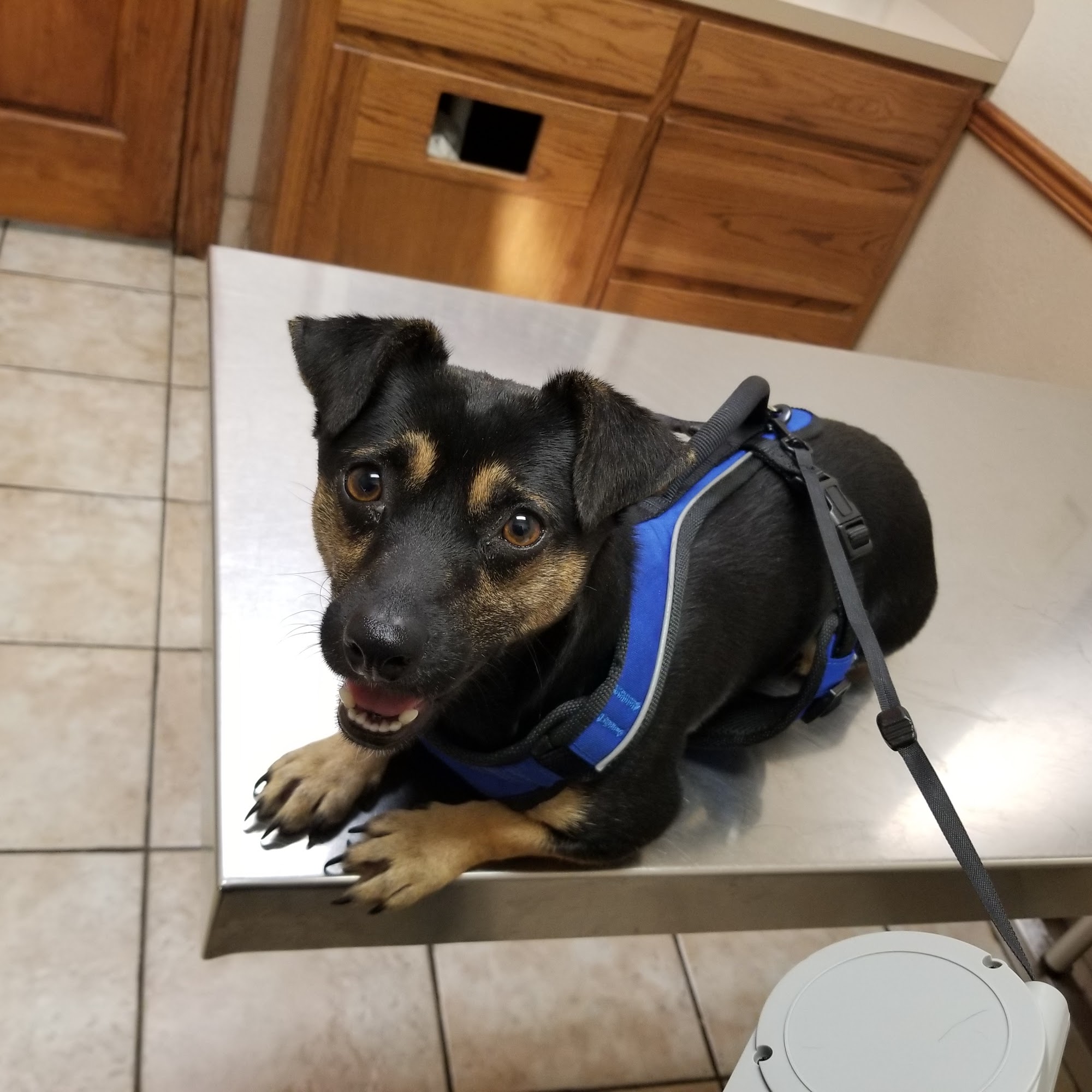 Beaumont West Animal Care Beaumont