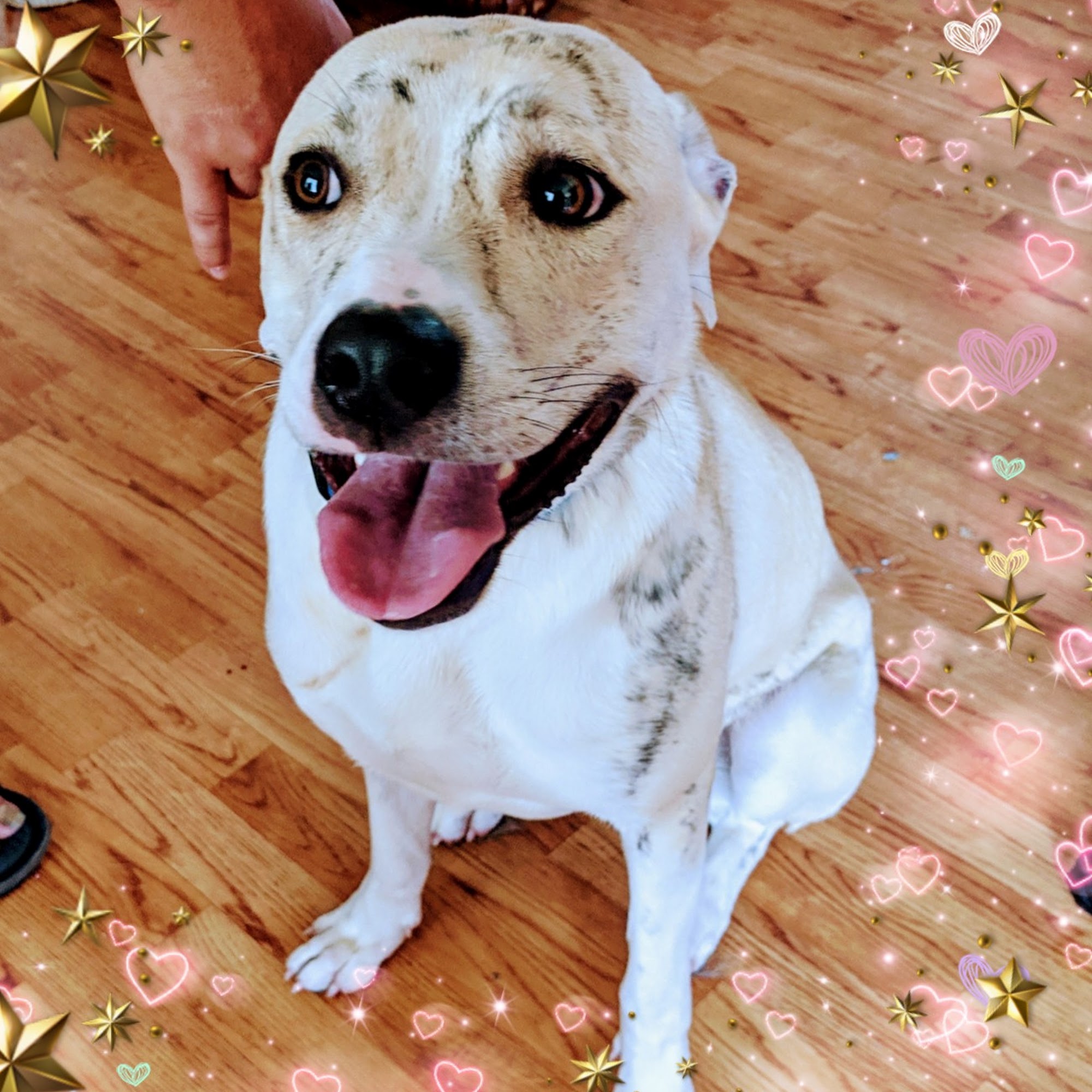 Dowlen Road Veterinary Center: Custer Lamon DVM Beaumont