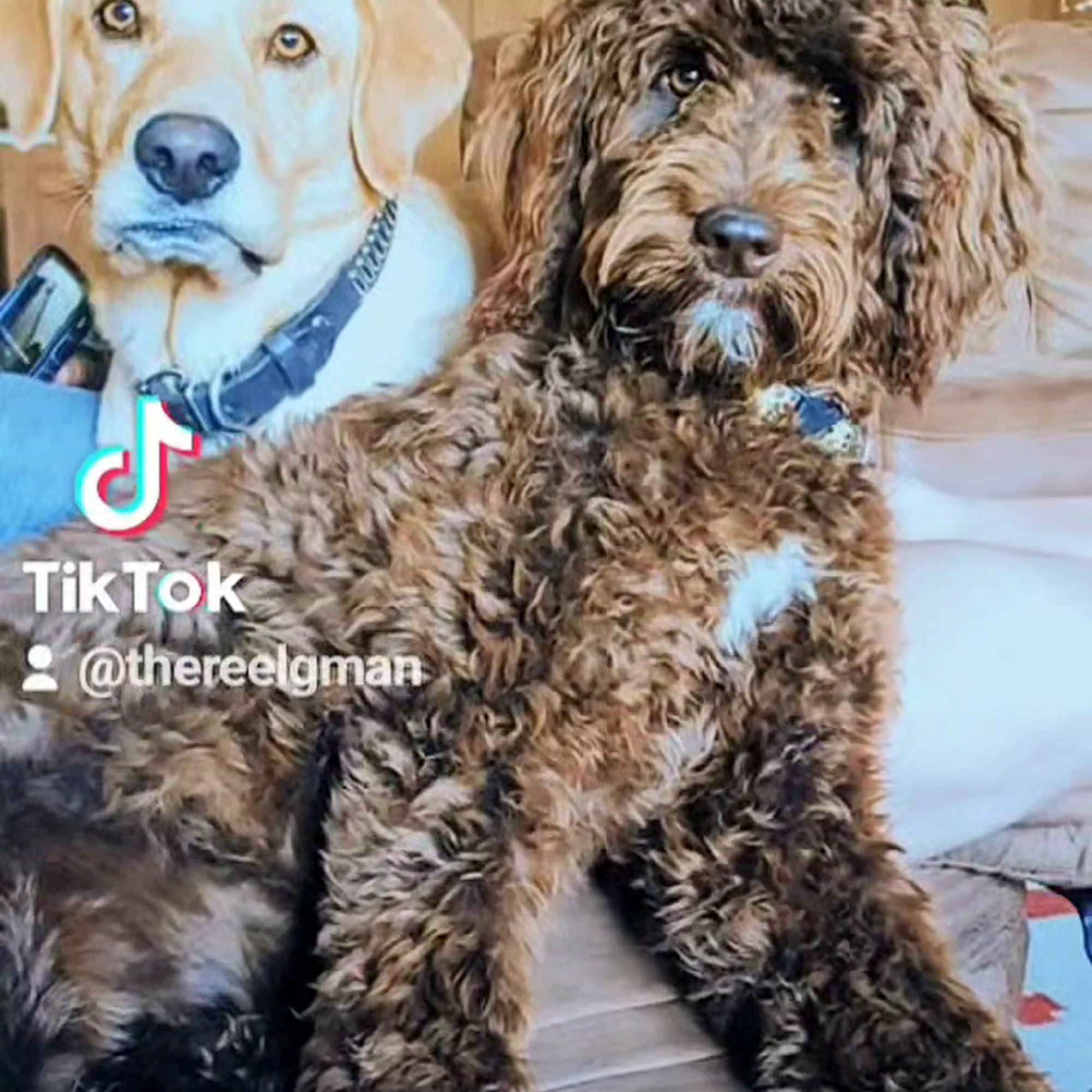 West End Animal Clinic Beaumont