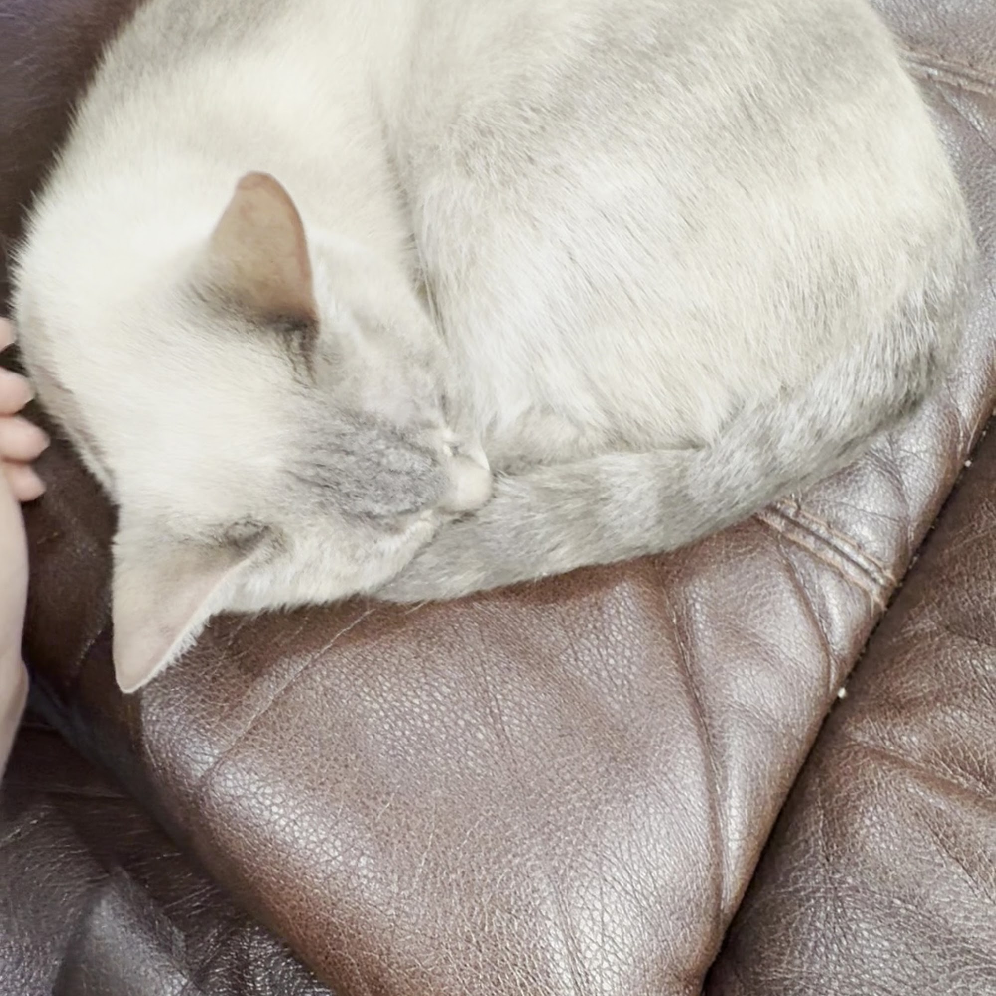 Humane Society-Southeast Texas Beaumont