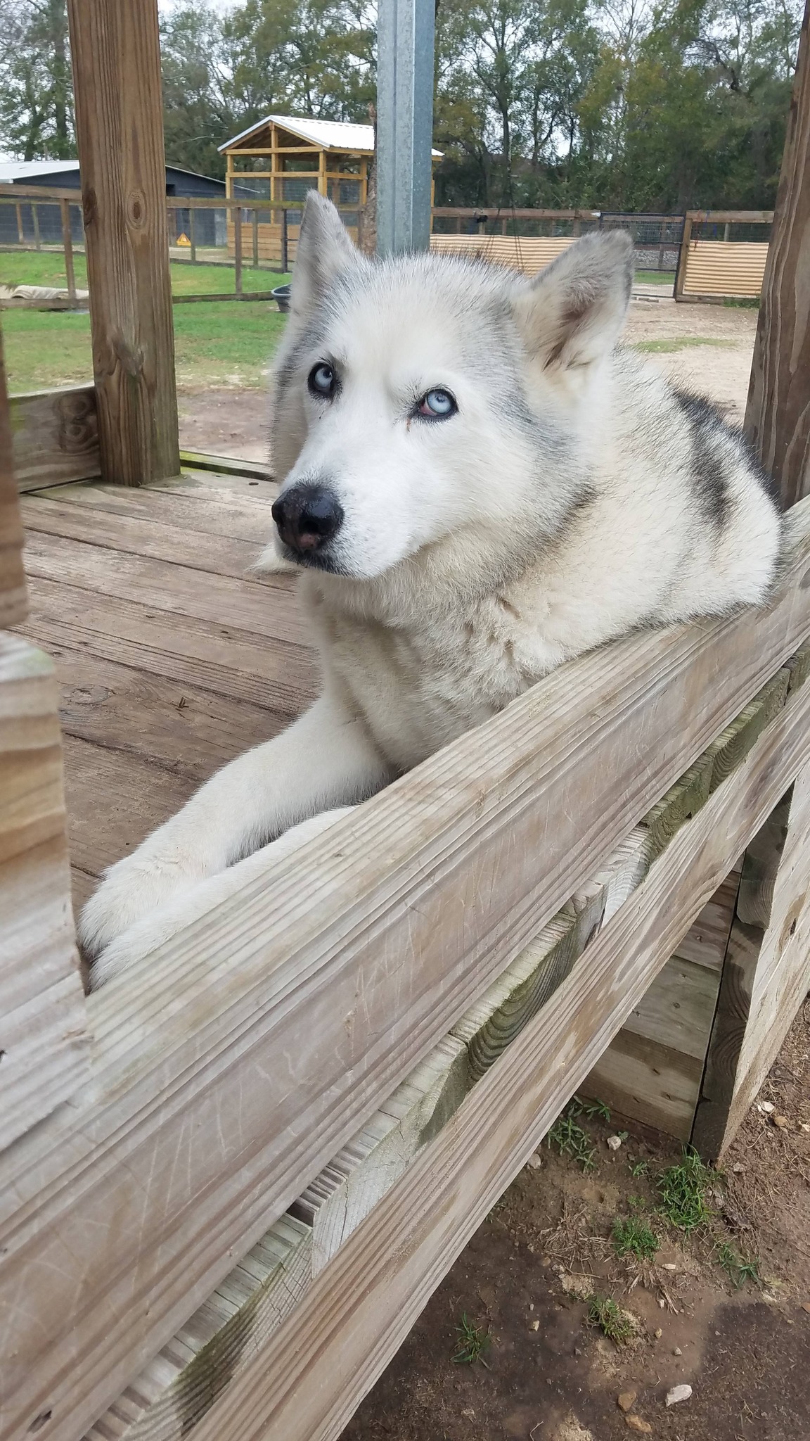 Elite Pet Resort Beaumont