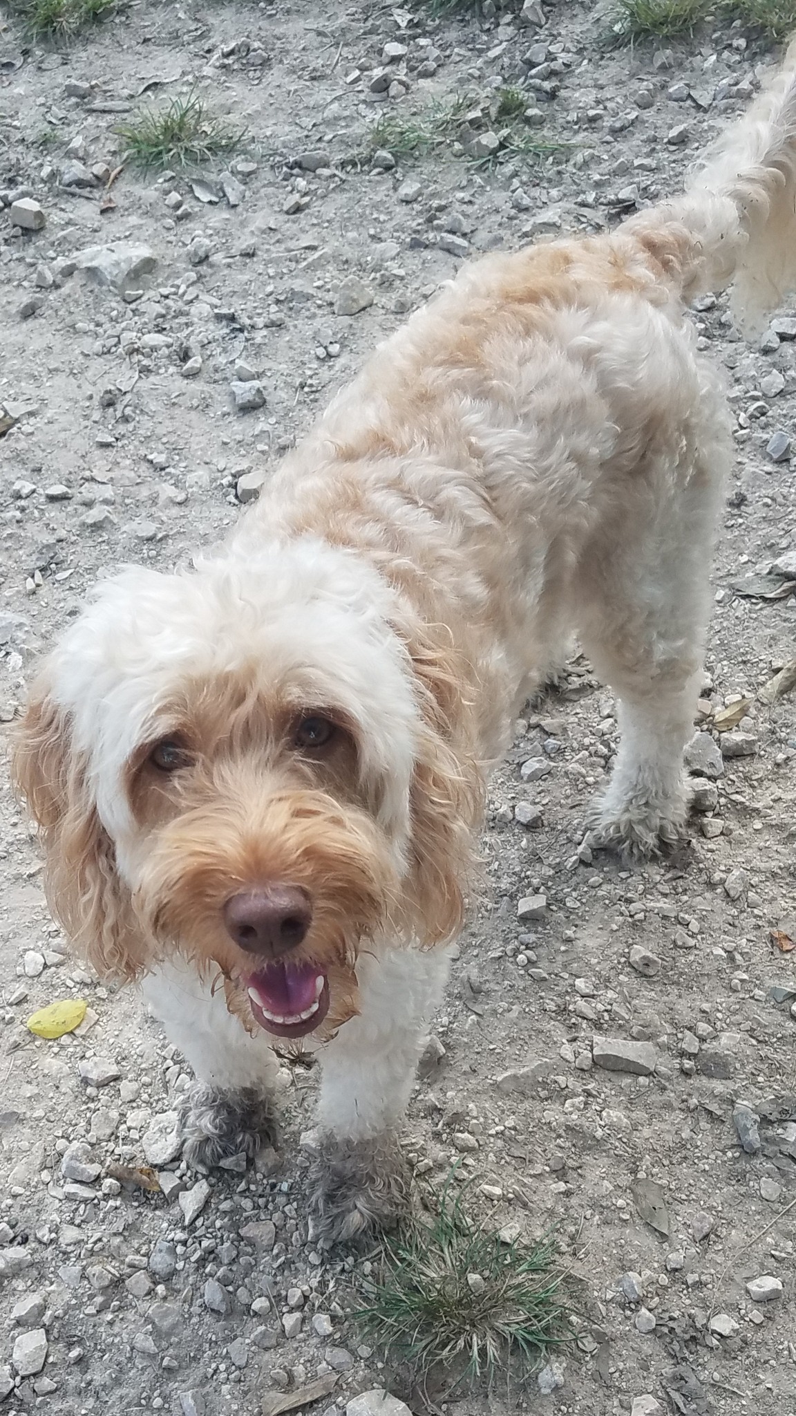 Elite Pet Resort Beaumont