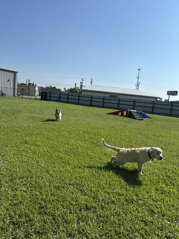 Planet Canine, LLC Beaumont