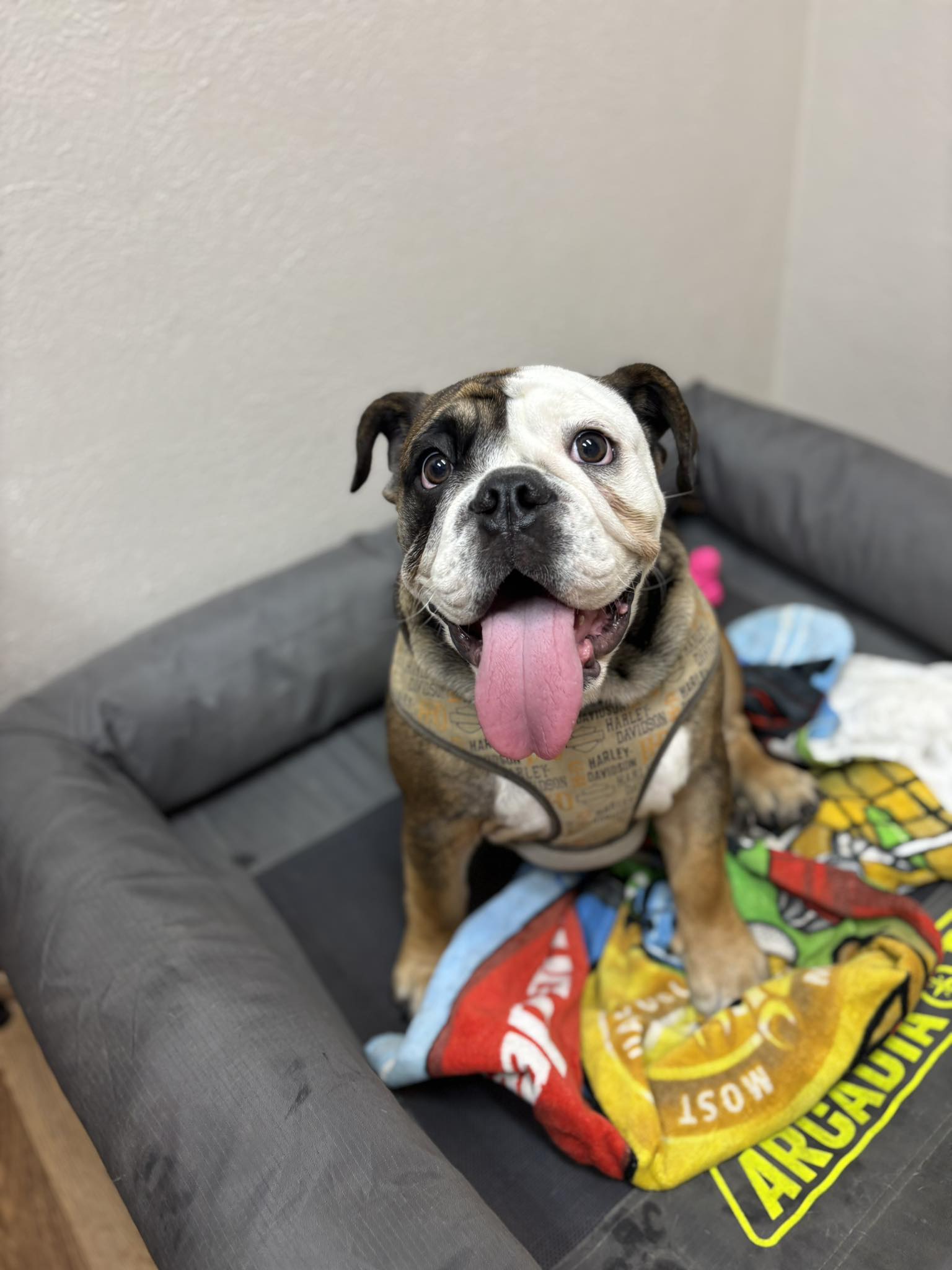 Back Porch Pet Spa Beaumont