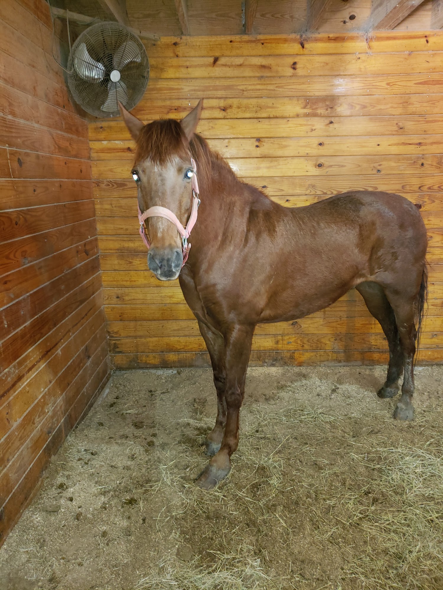 Equine Medicine & Surgery Beaumont