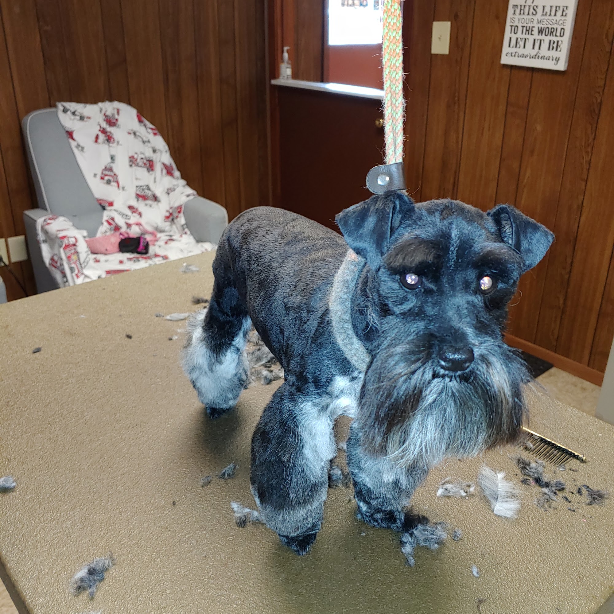 Melissa's pet grooming Beaumont