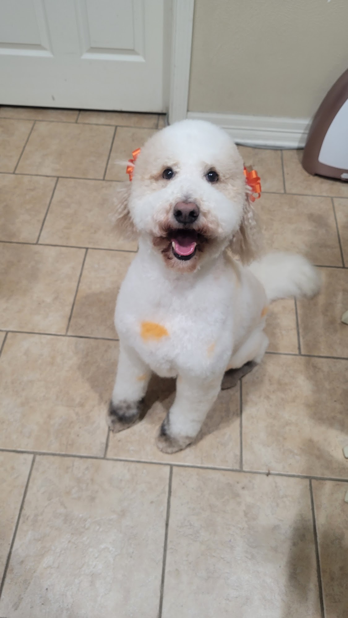 Absolute Grooms Pet Salon, LLC Beaumont