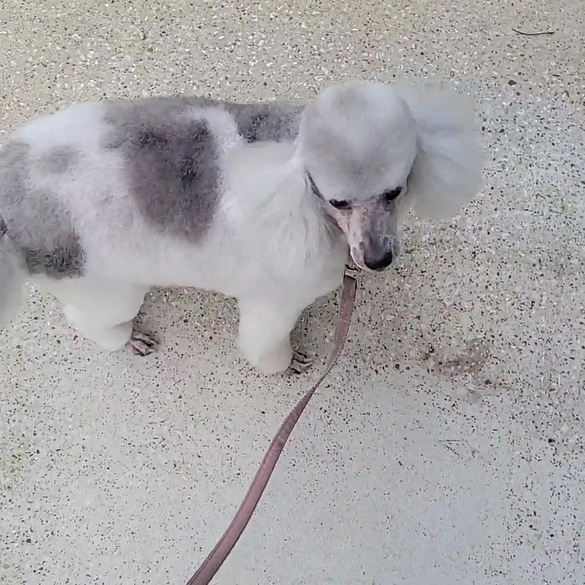 Absolute Grooms Pet Salon LLC Beaumont