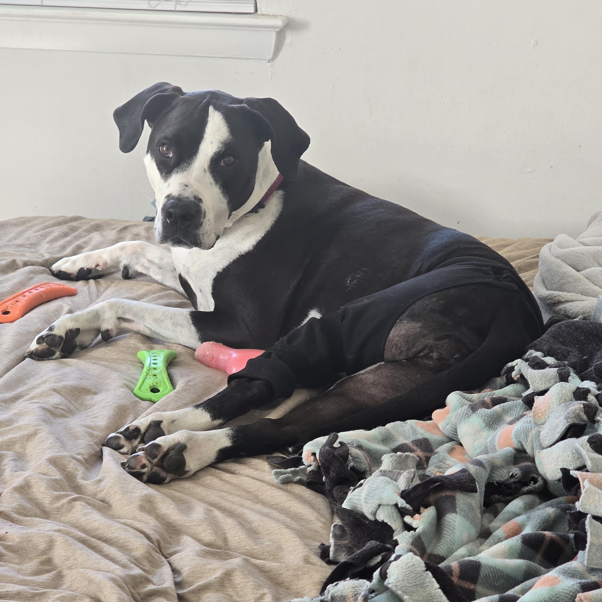 CityVet - Mid-Cities Bedford