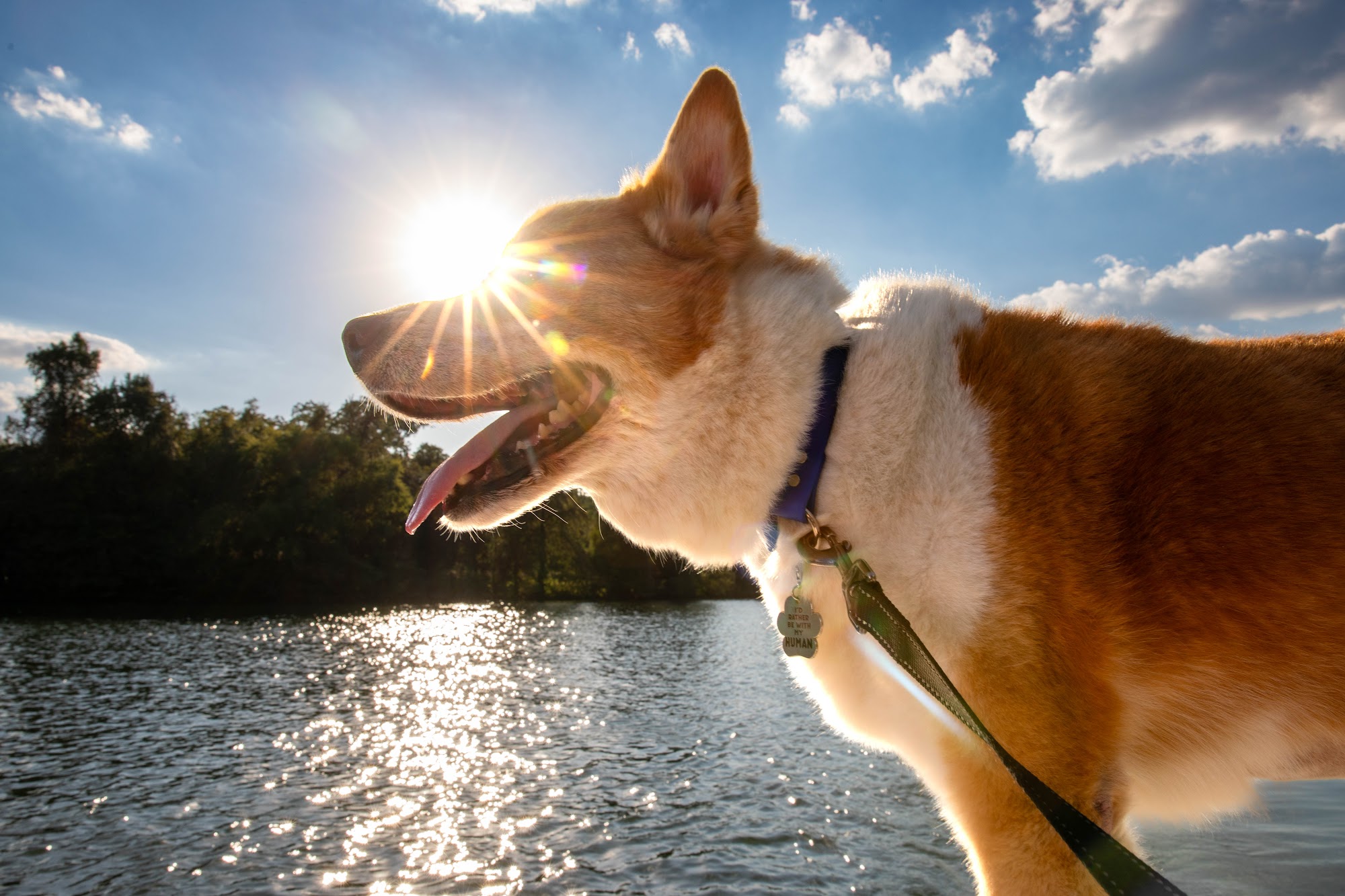 Violet Crown Veterinary Specialists 14360 Falcon Head Blvd, Bee Cave Texas 78738