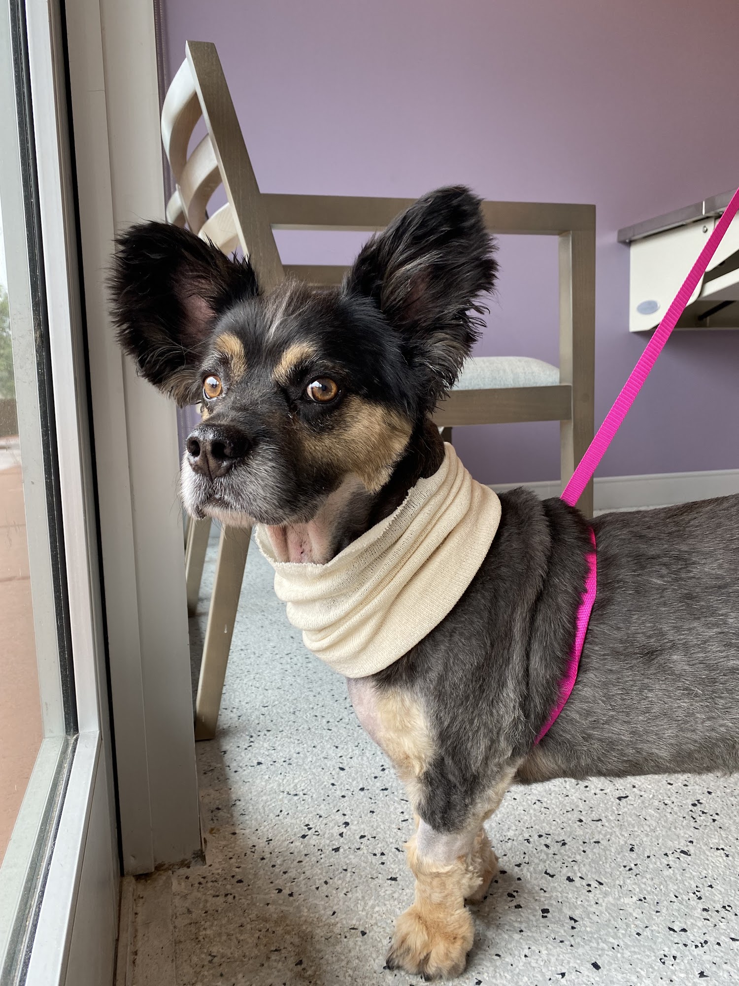 Violet Crown Veterinary Specialists