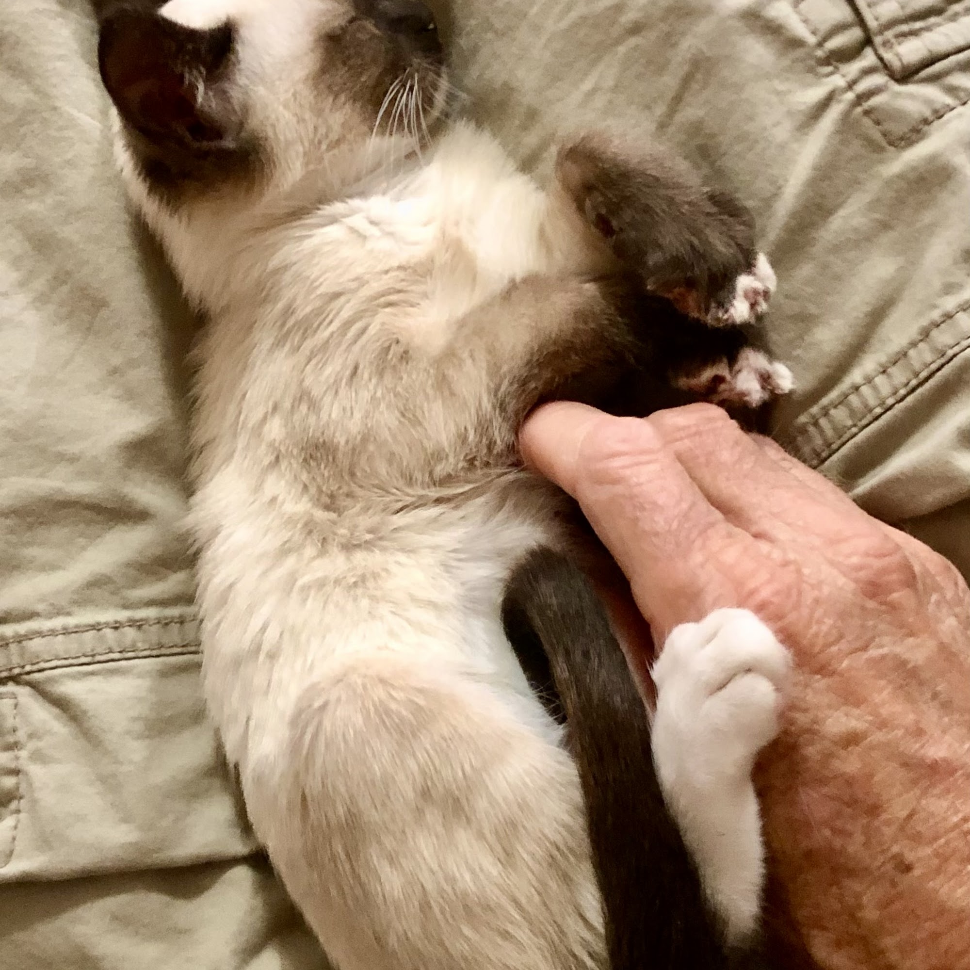 South Texas Veterinary Clinic Beeville