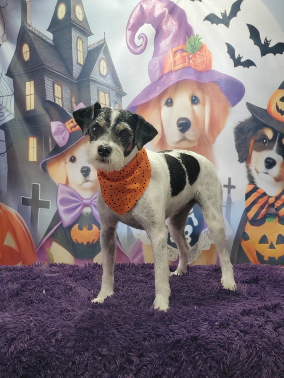 Pretty Purple Pooch Parlor