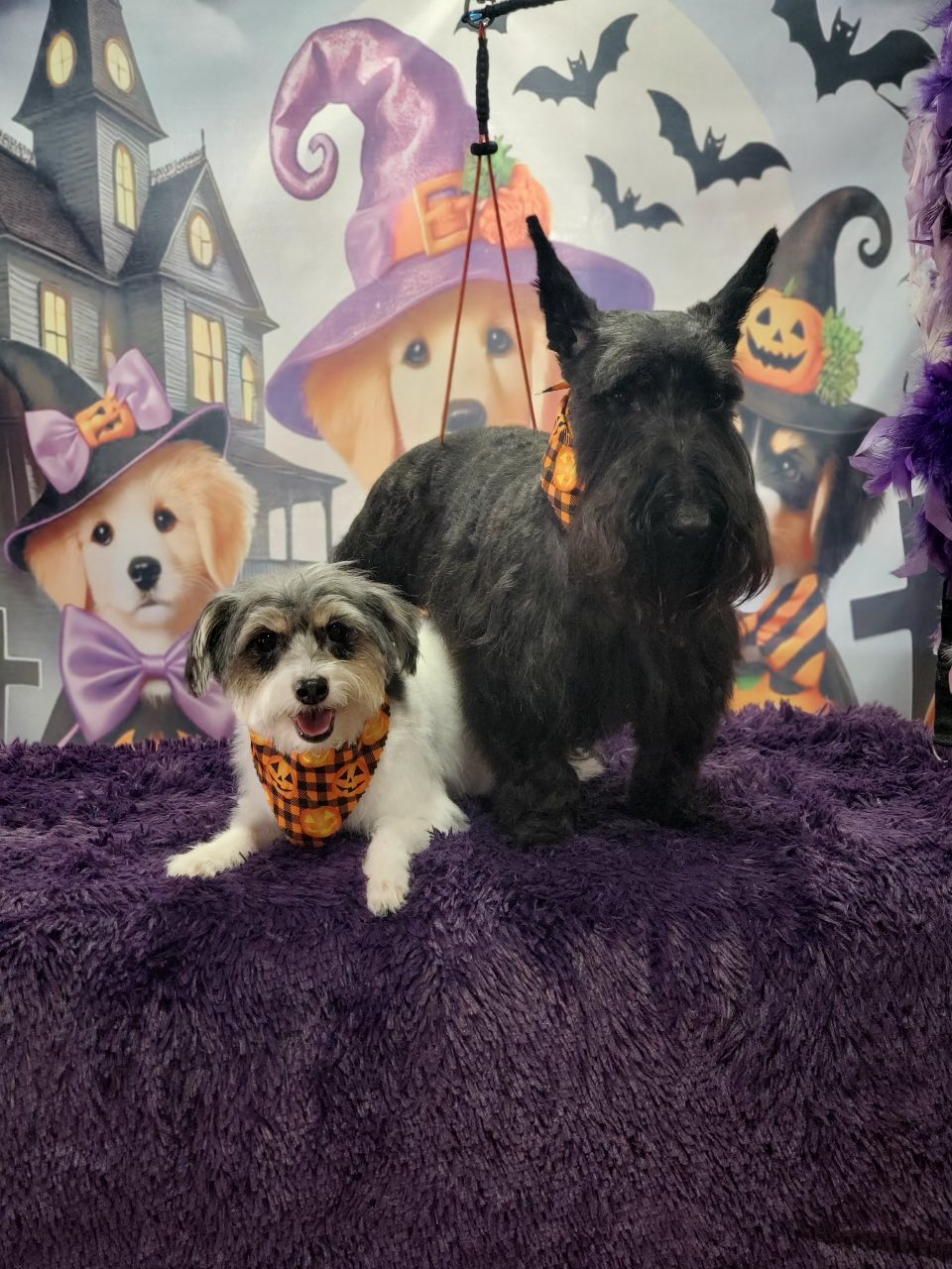 Pretty Purple Pooch Parlor
