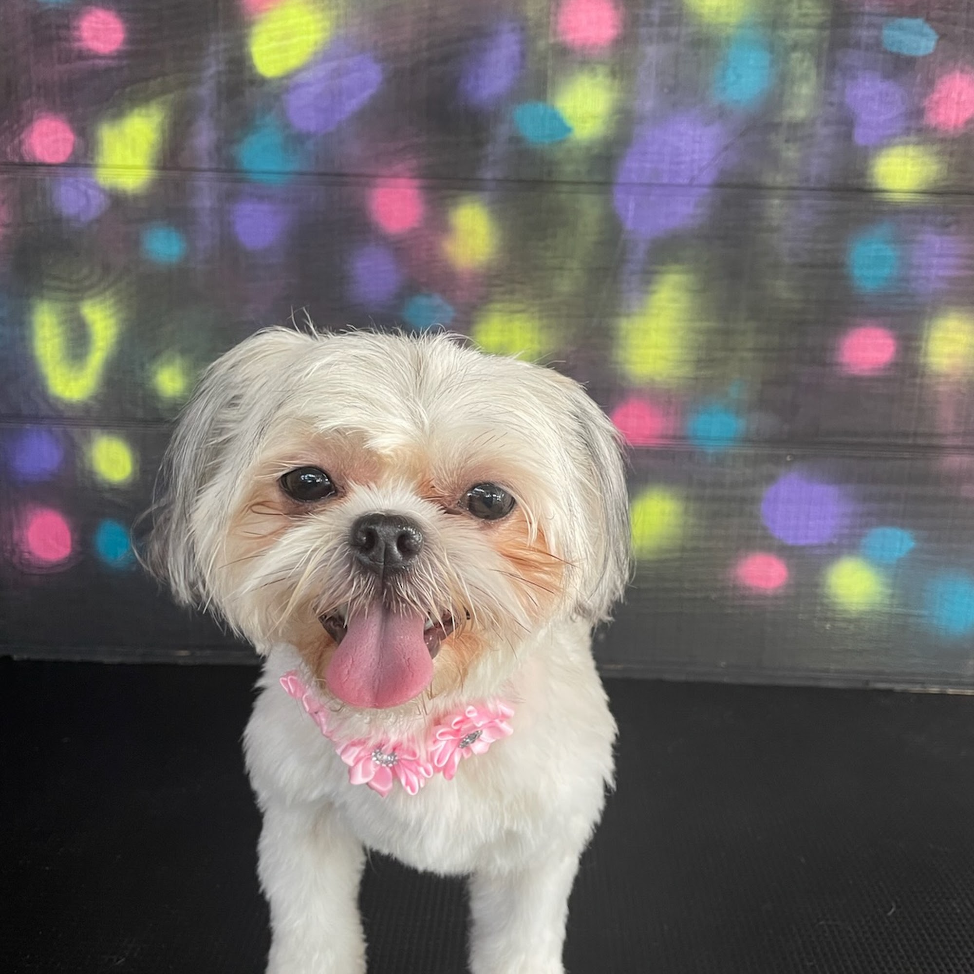 Lucky Dawg Spa & Boarding Beeville