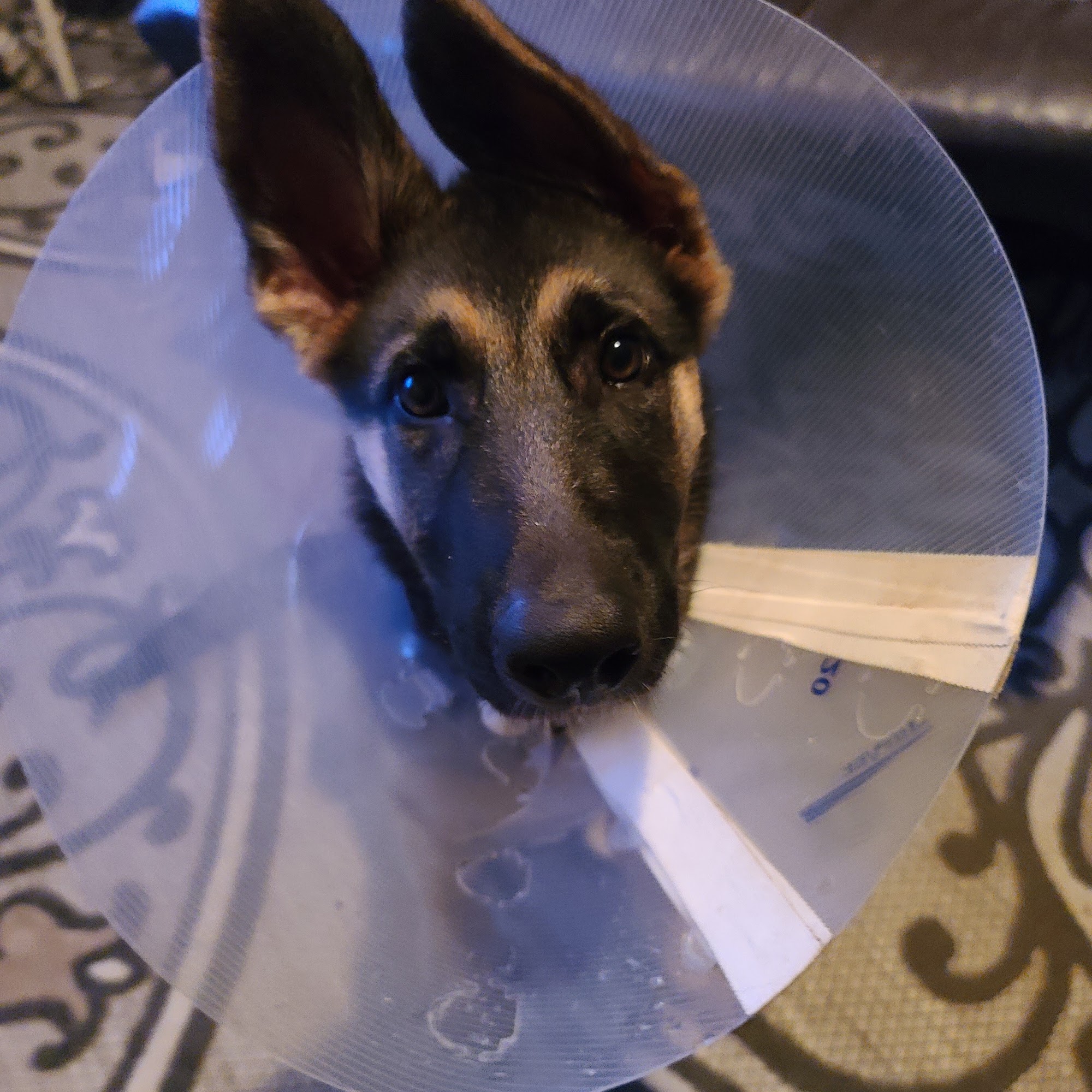 Westheimer Animal Clinic Bellaire