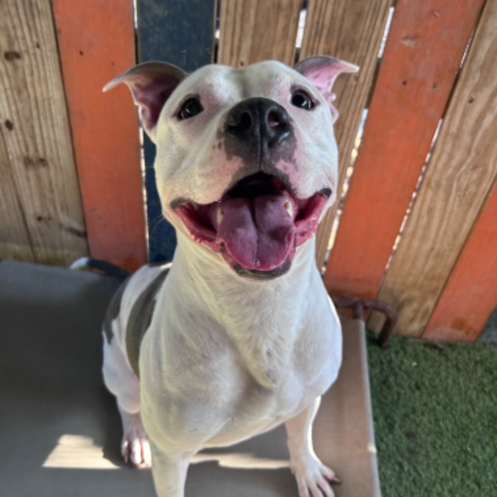 Chestnut Animal Hospital PC Bellaire