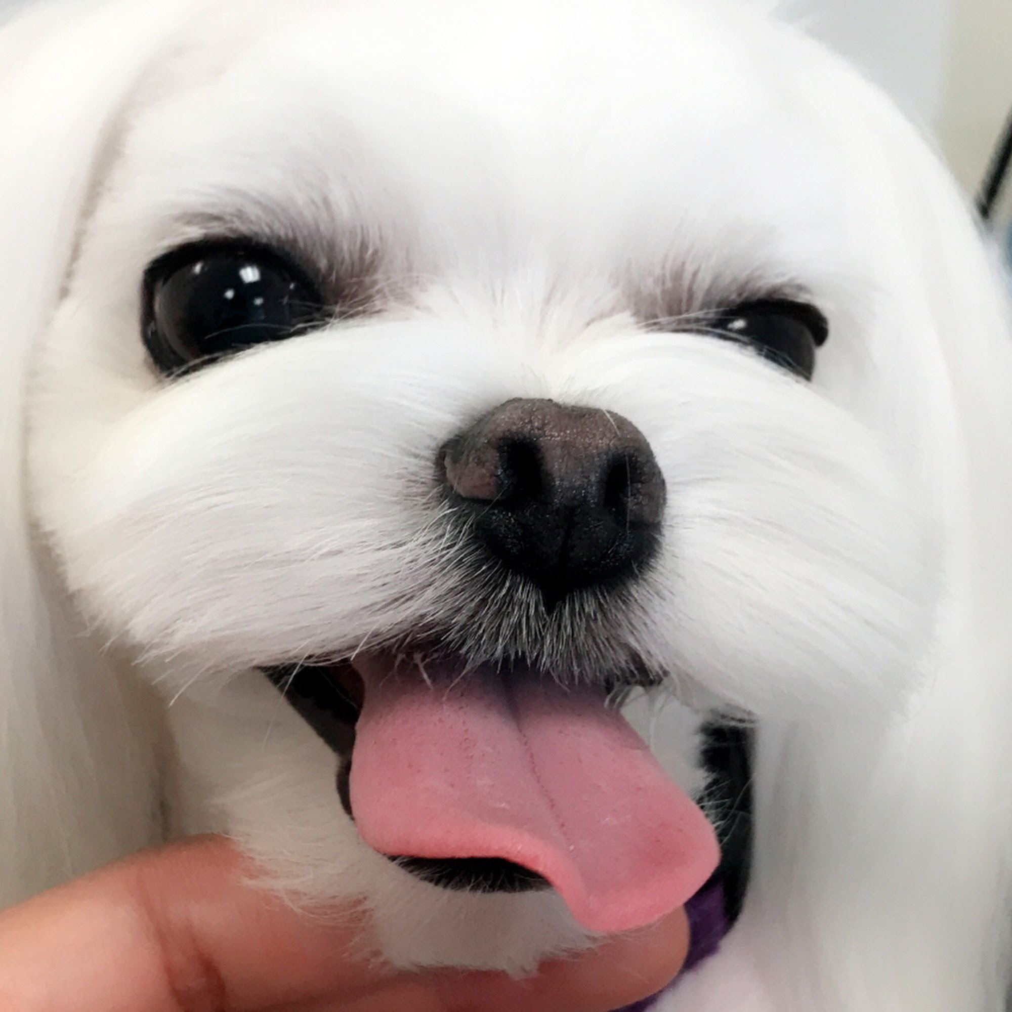 Happy Dogs Grooming Bellaire