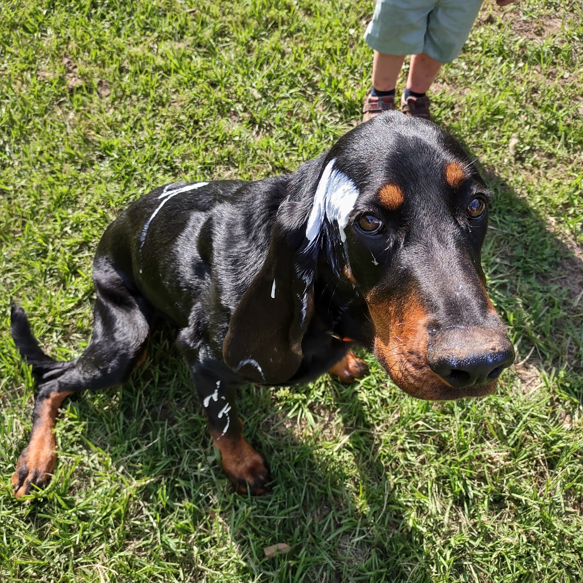 Star Hill Veterinary Clinic Bellville