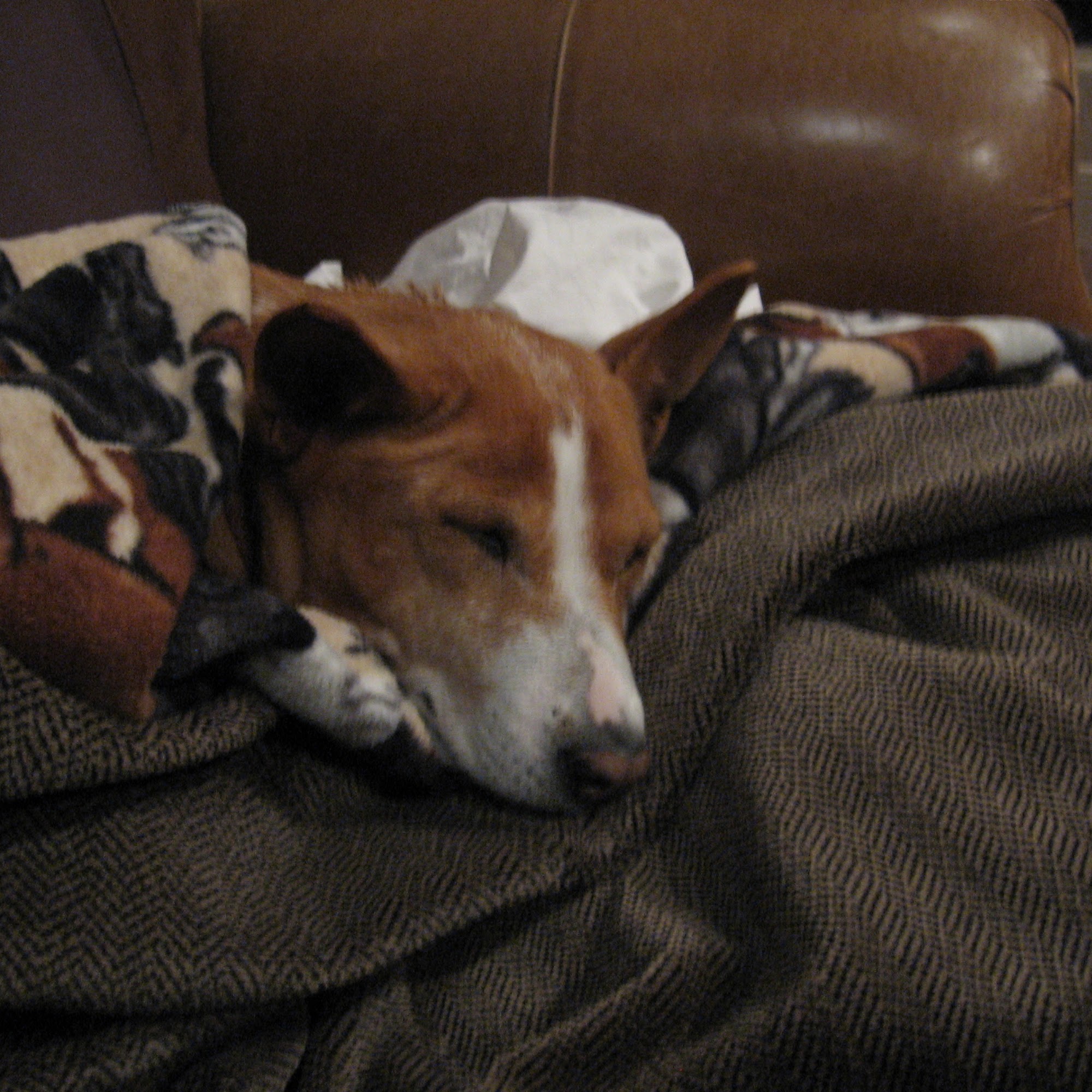 Belton Veterinary Clinic Belton