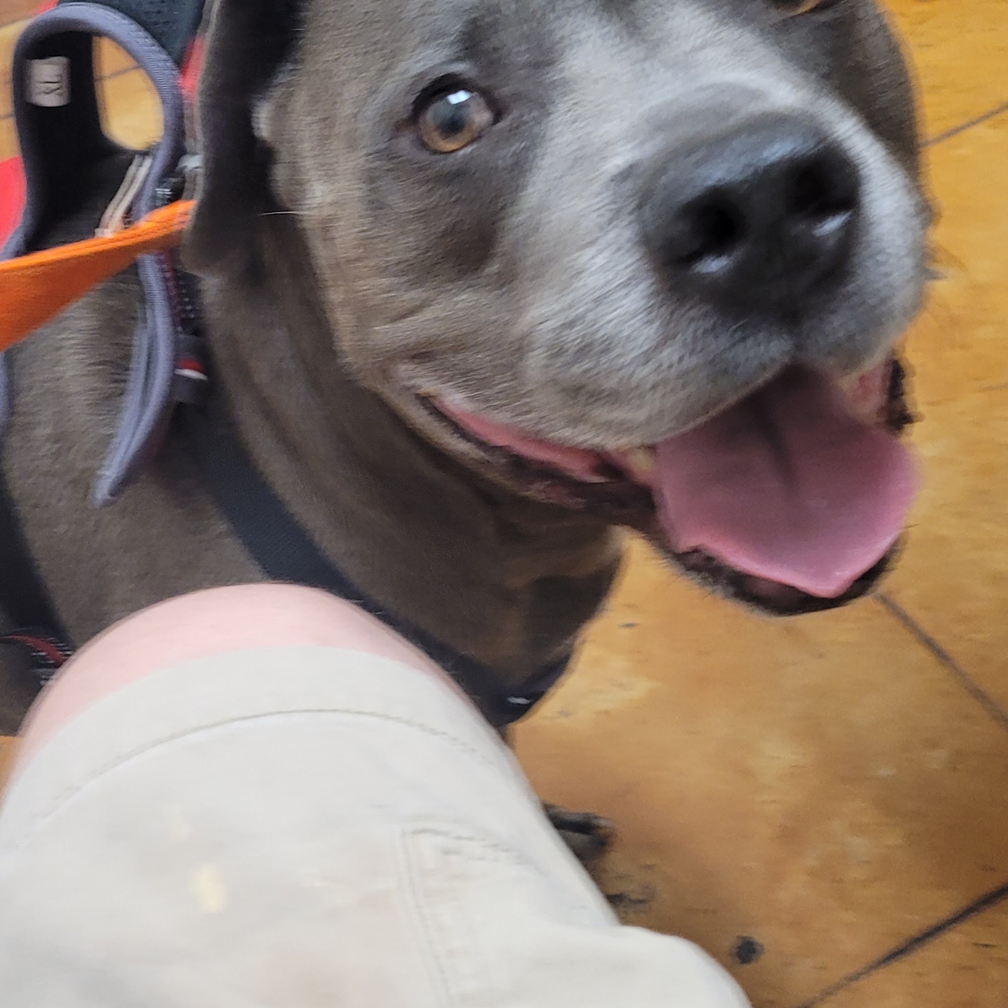 Lakewood Veterinary Center Belton