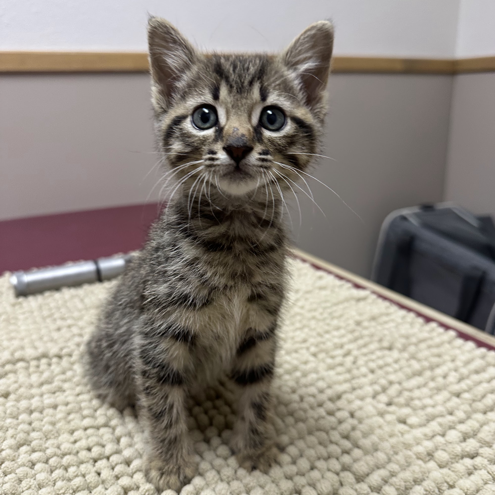Belton Small Animal Clinic Belton