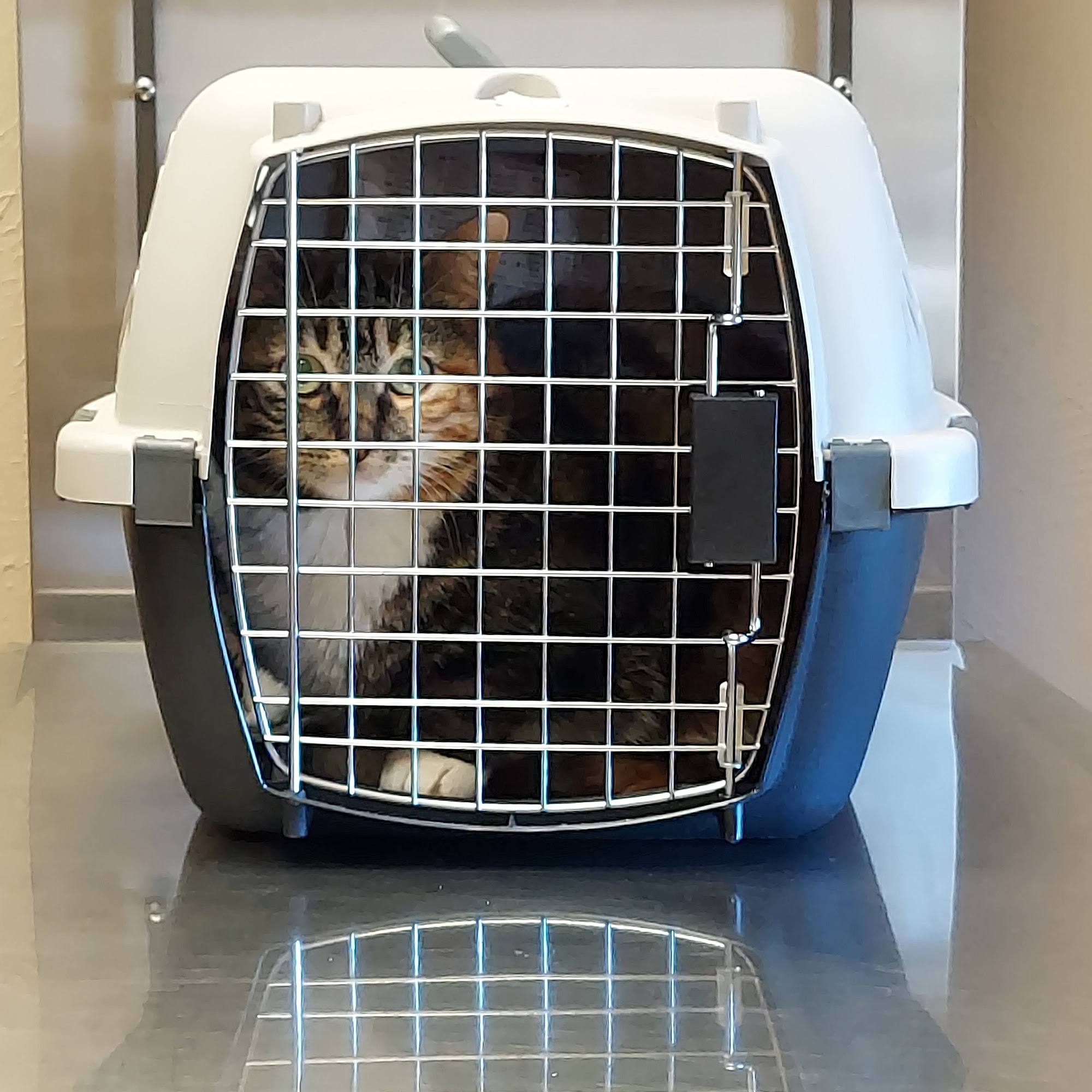 Edom Veterinary Clinic Ben Wheeler