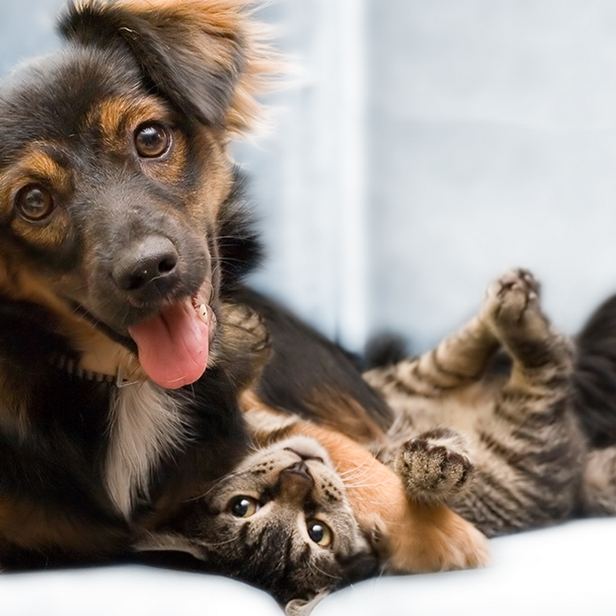 Animal Doctors of North Texas Benbrook