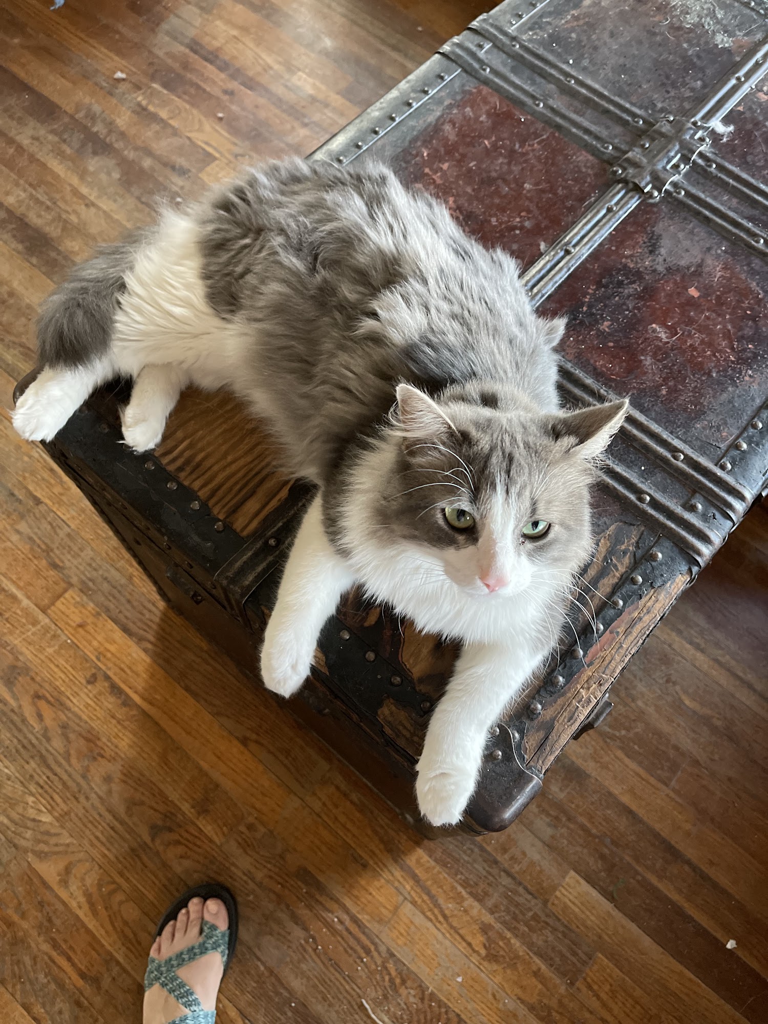 Big Spring Veterinary Diagnostic Hospital Big Spring