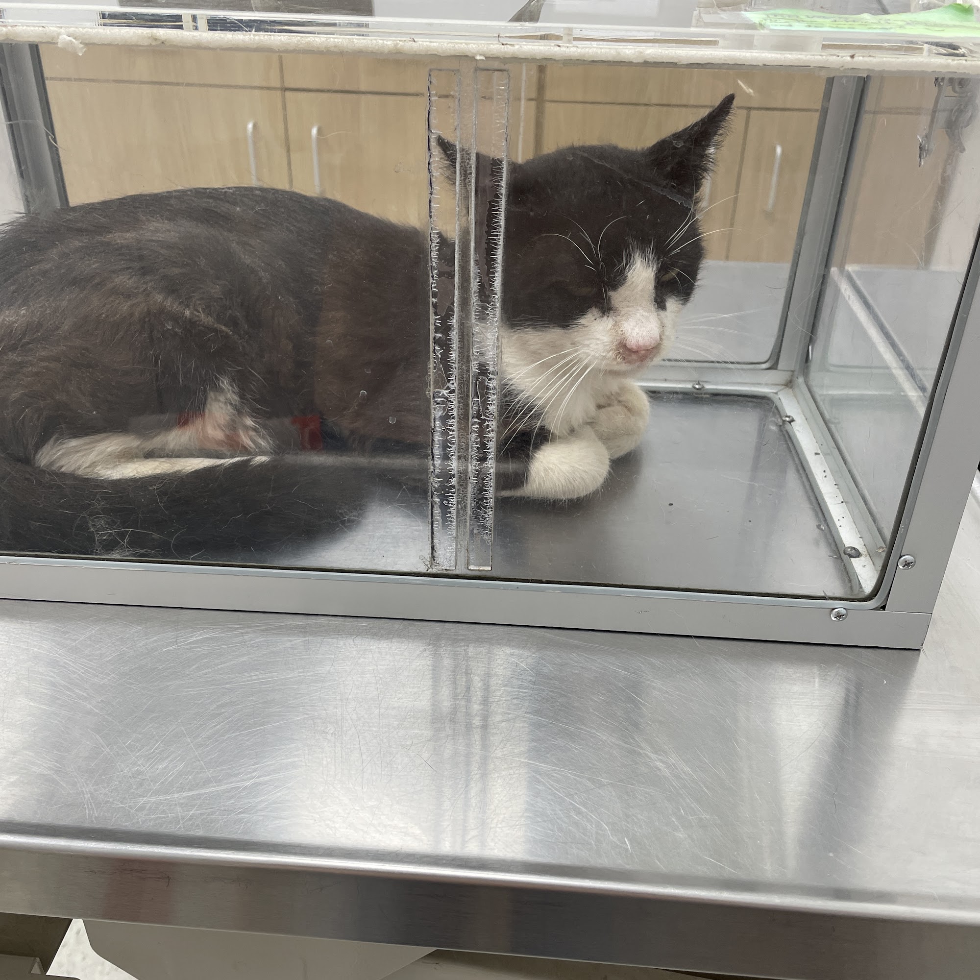 Highland Animal Hospital Big Spring