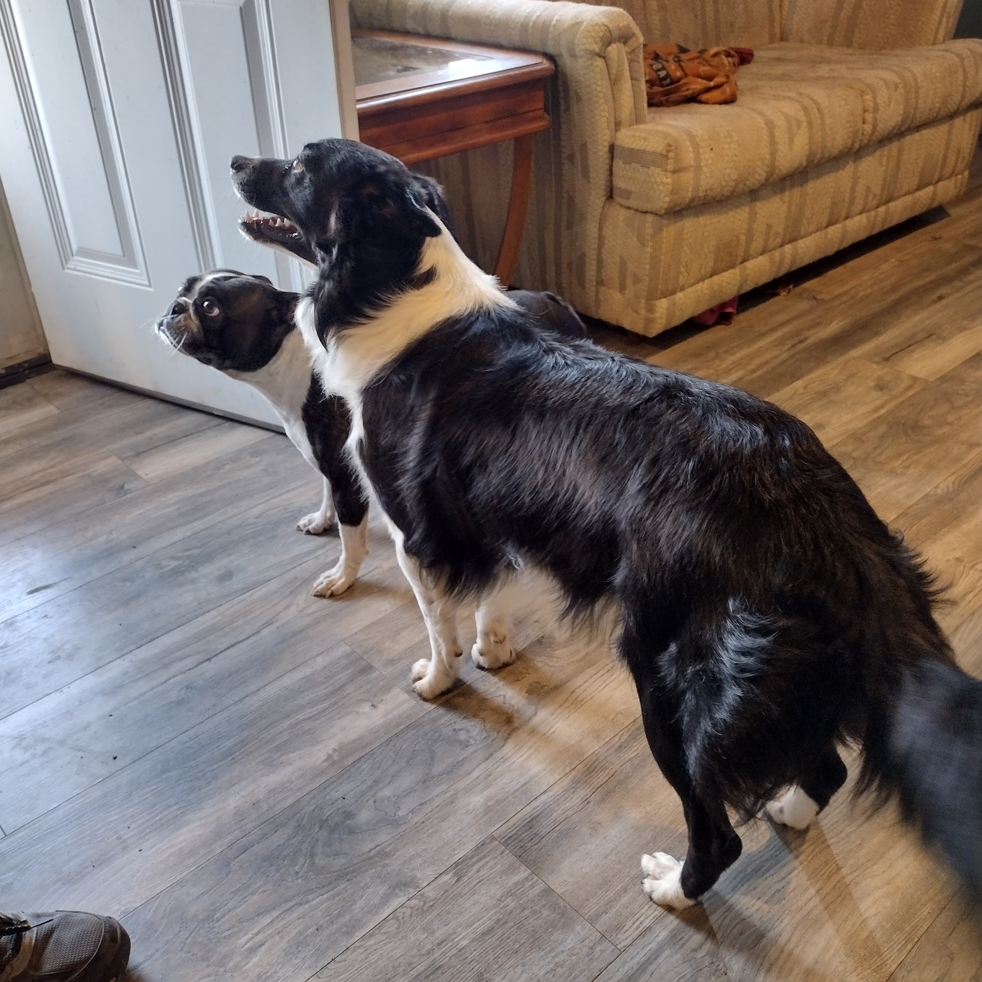 Happy Day Humane Society Big Spring