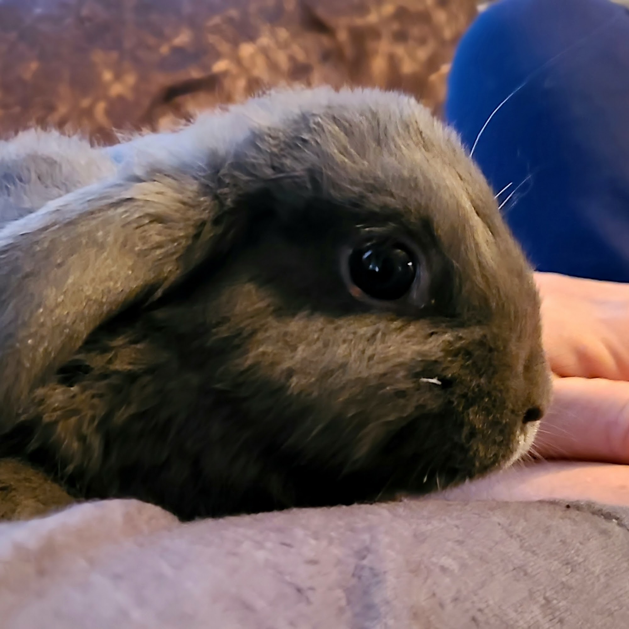 Kendall County Veterinary Center Boerne