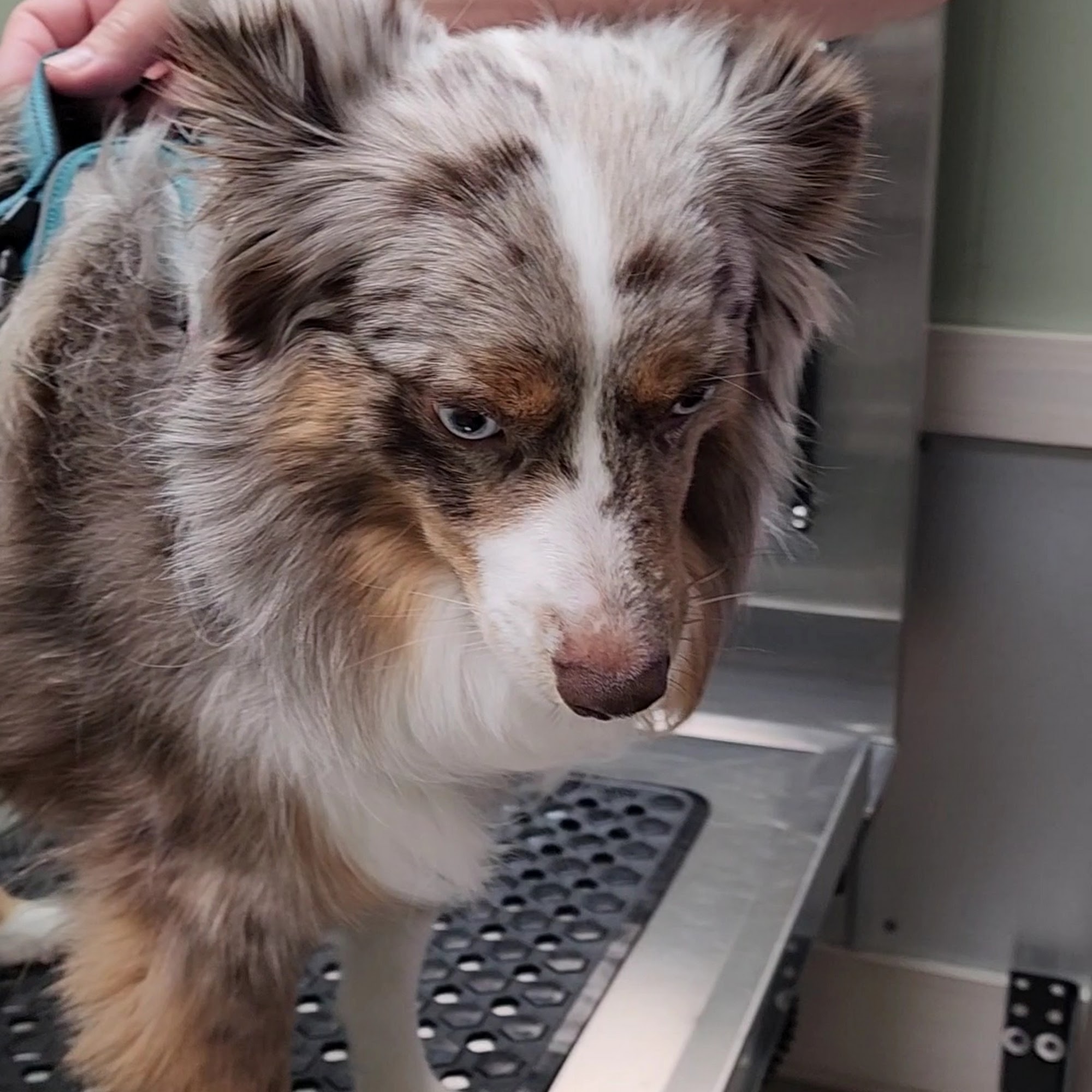 Boerne Veterinary Clinic Boerne