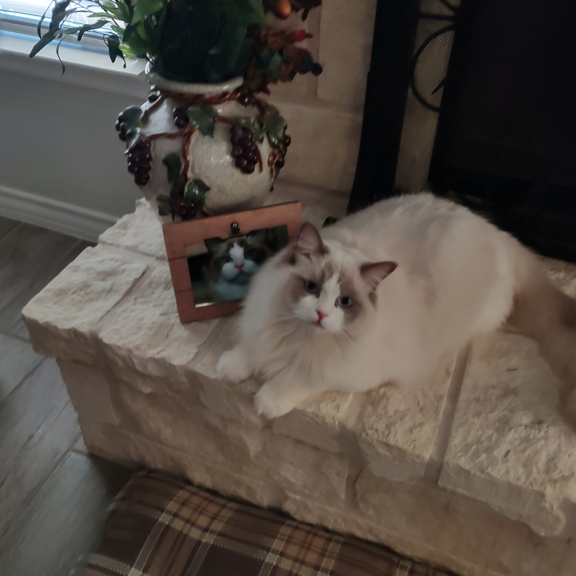 Herbst Veterinary Hospital Pc: Zermuehlen Kurt DVM Boerne