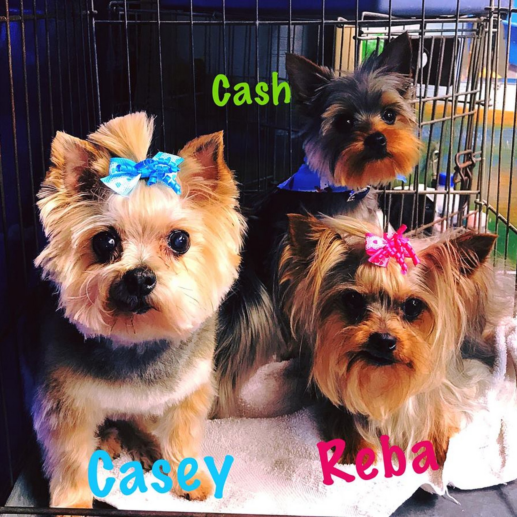 Boerne Grooming Boerne